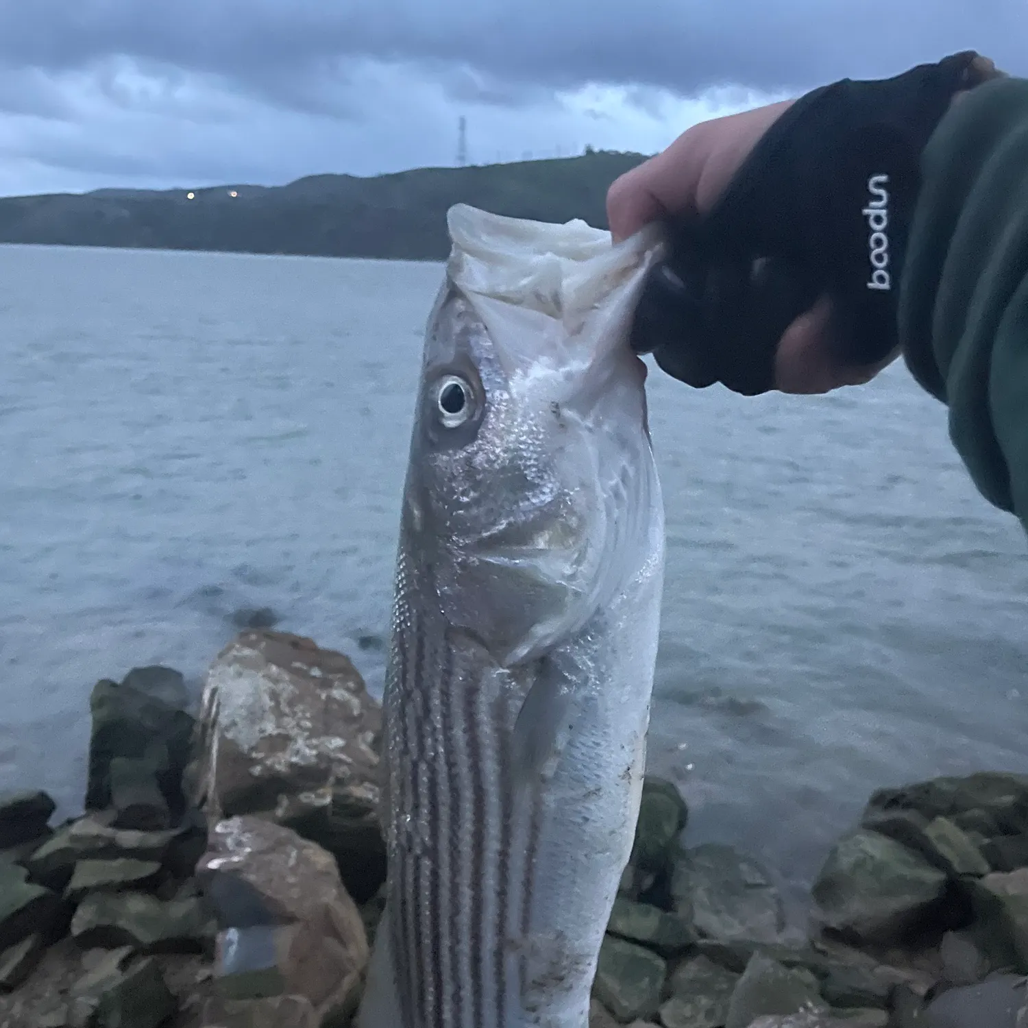 The most recent Striped bass catches on Fishbrain