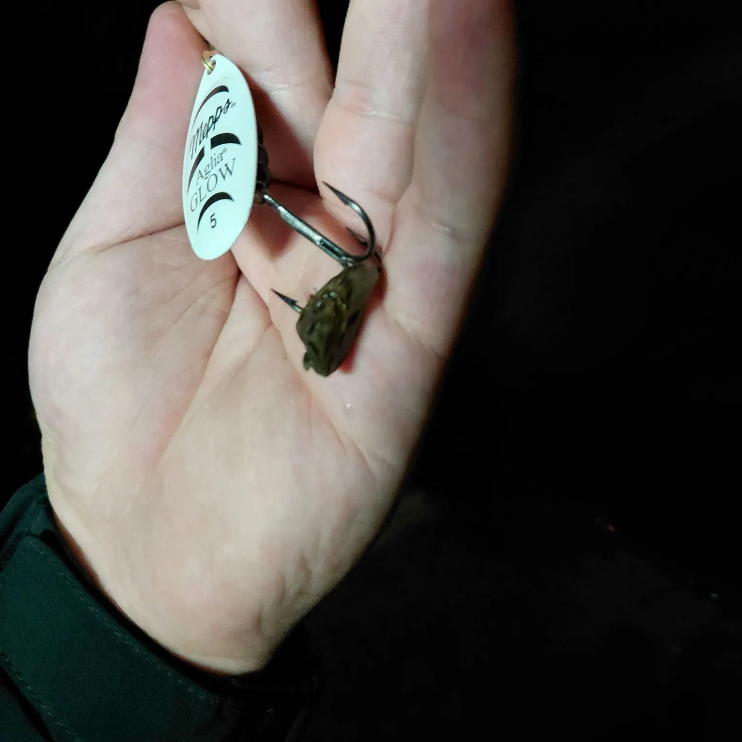 The most recent Three-ridge mussel catches on Fishbrain