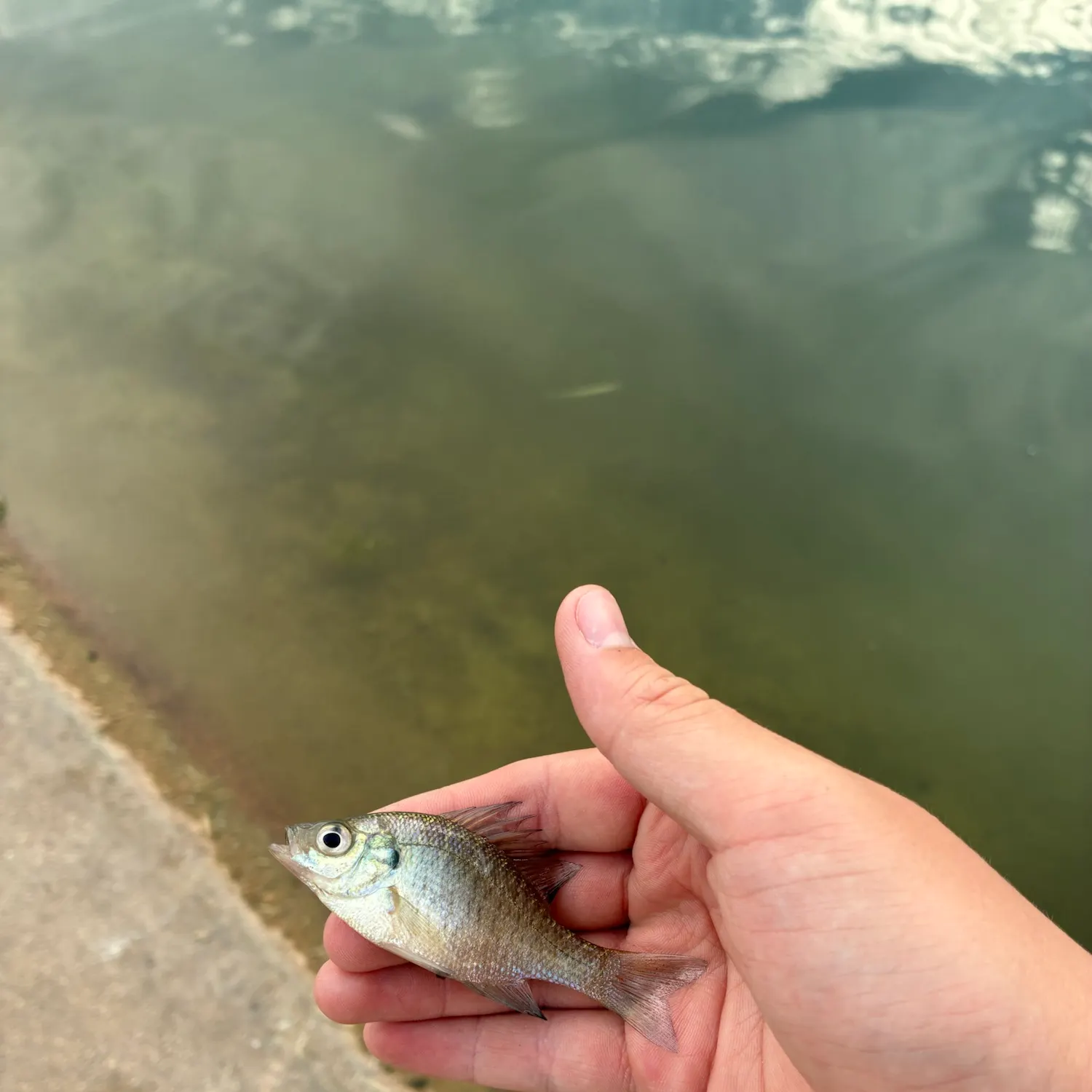 Bluegill caught on Fishbrain