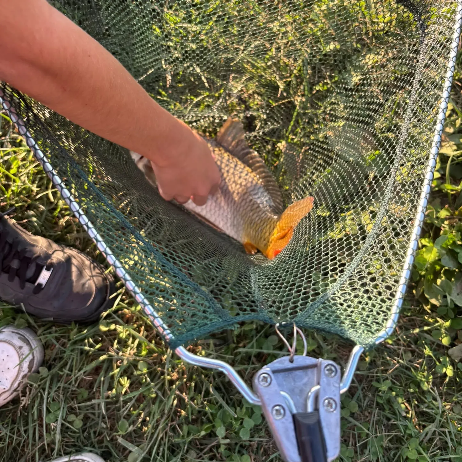 Common carp caught on Fishbrain