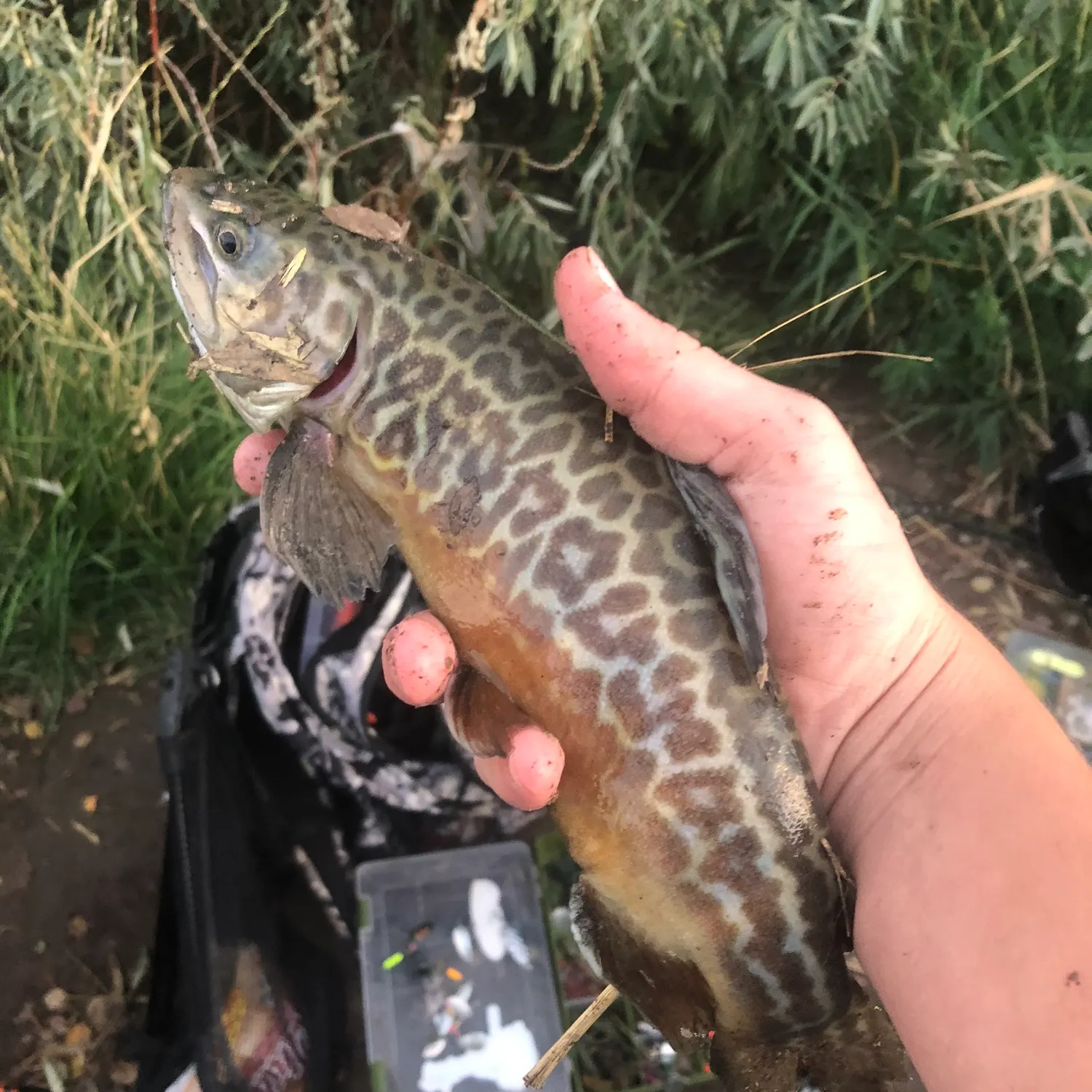 Tiger trout caught on Fishbrain