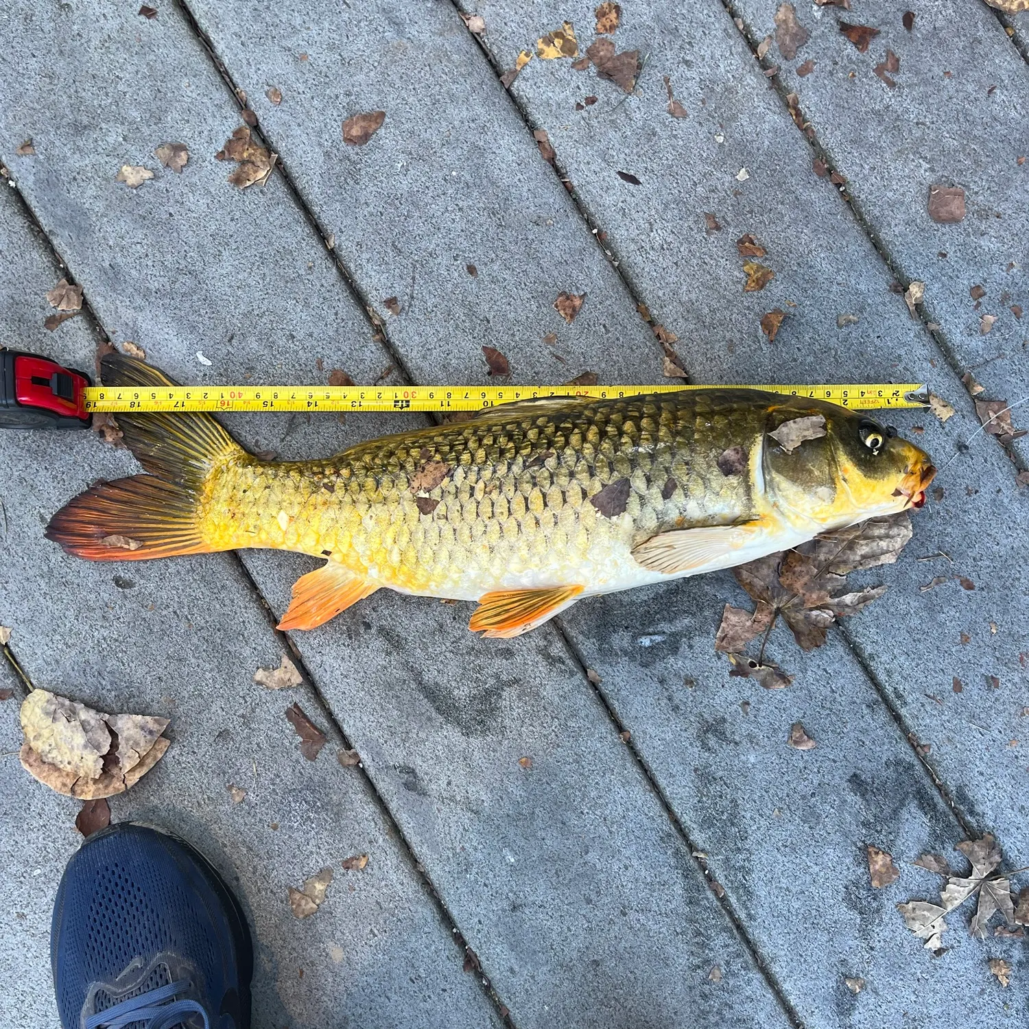 Common carp caught on Fishbrain