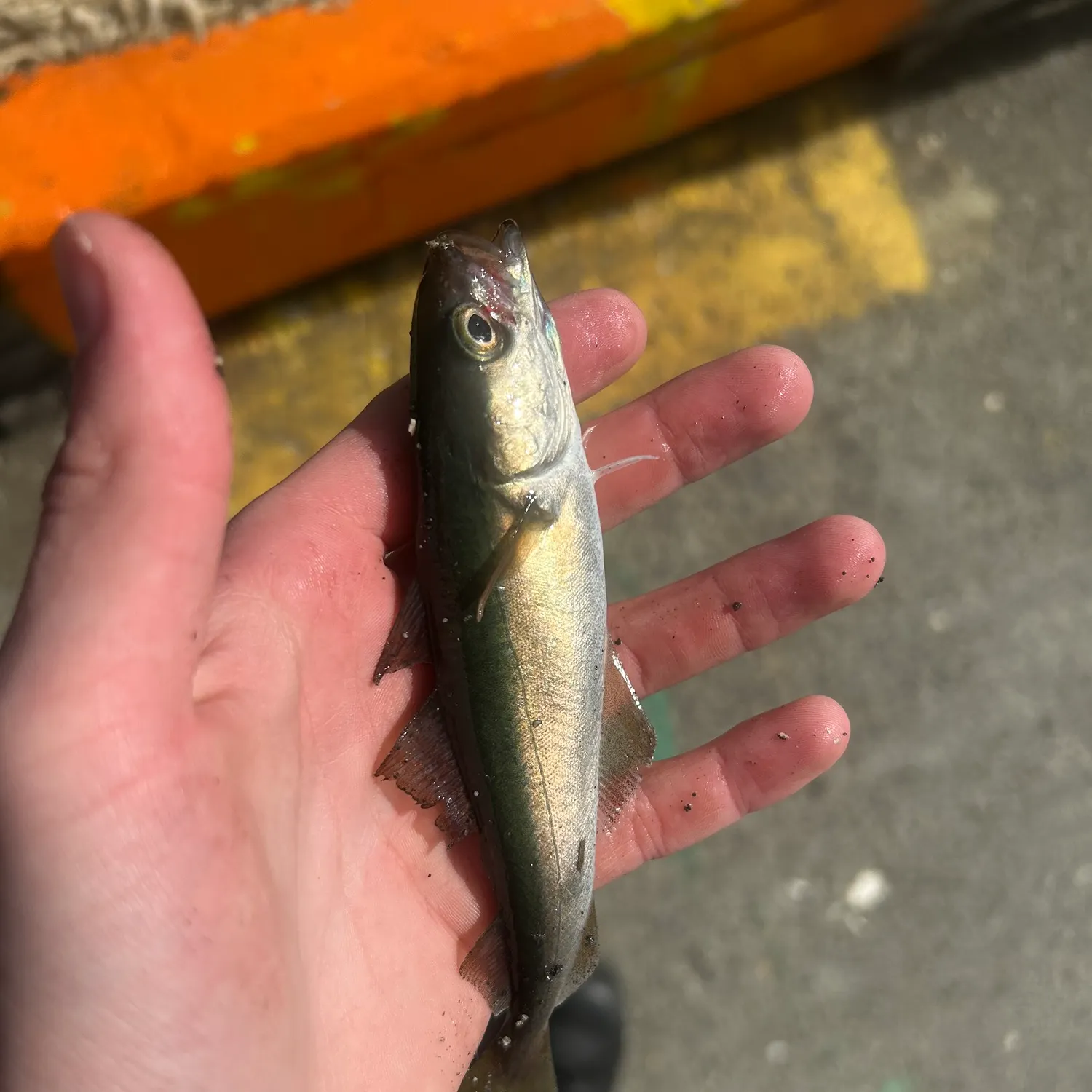 catch