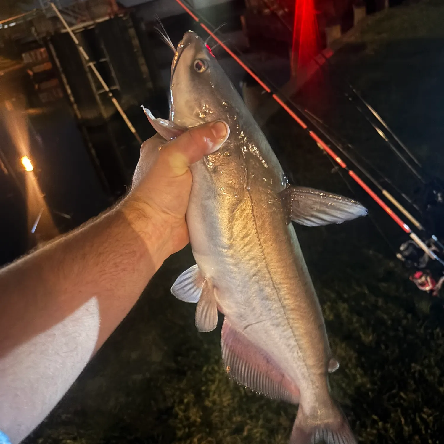 Channel catfish caught on Fishbrain