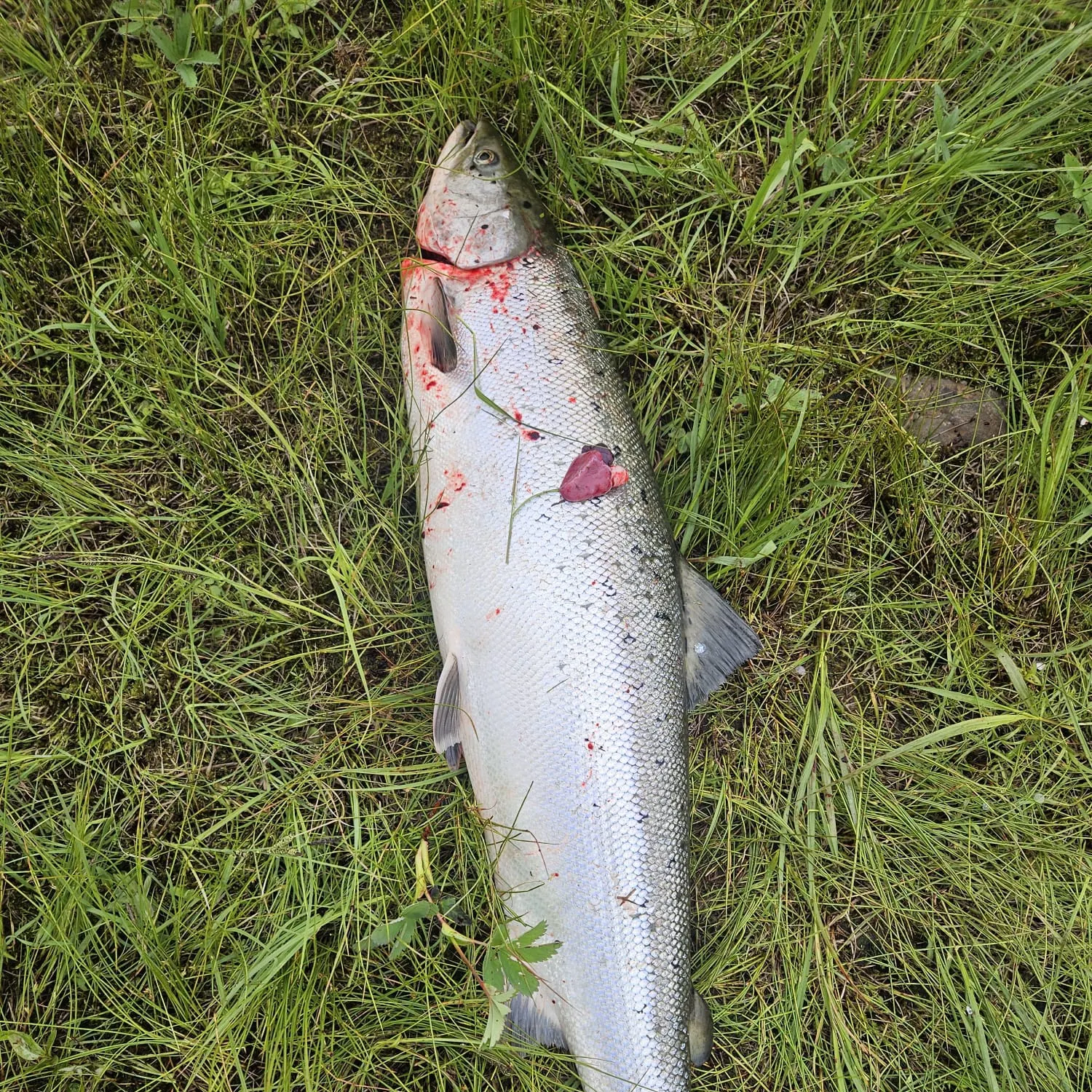 Atlantic salmon caught on Fishbrain