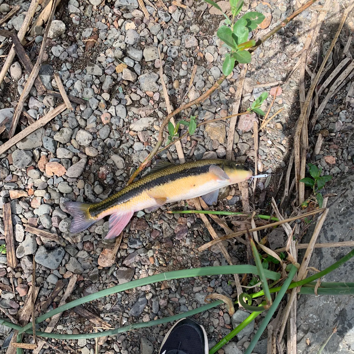 The most recent Sacramento sucker catches on Fishbrain