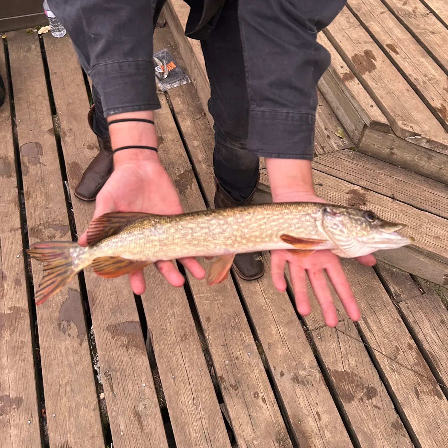 Northern pike caught on Fishbrain