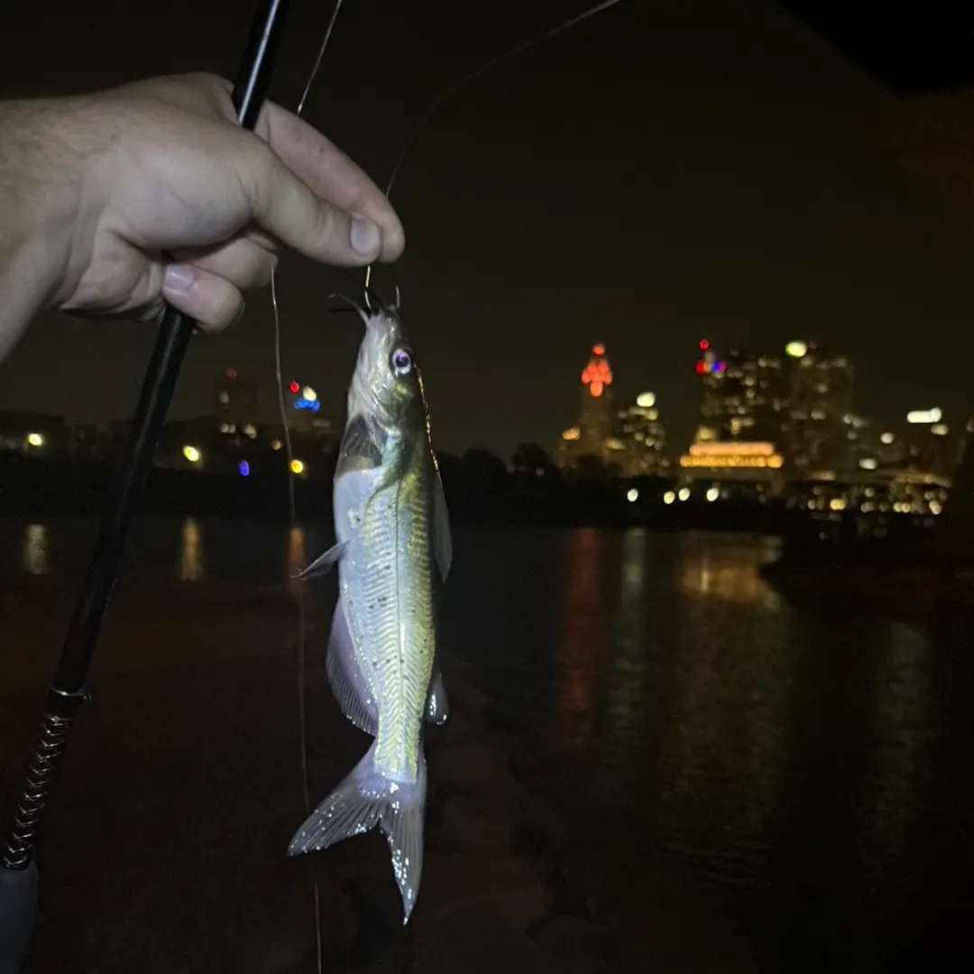 Channel catfish caught on Fishbrain