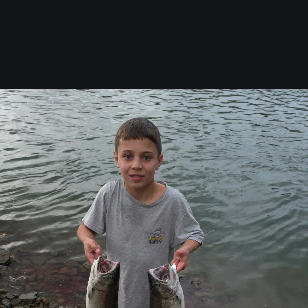 Coho salmon caught on Fishbrain