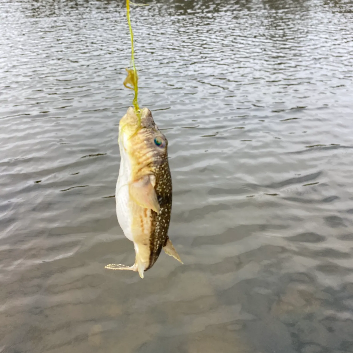 The most recent White-spotted puffer catches on Fishbrain