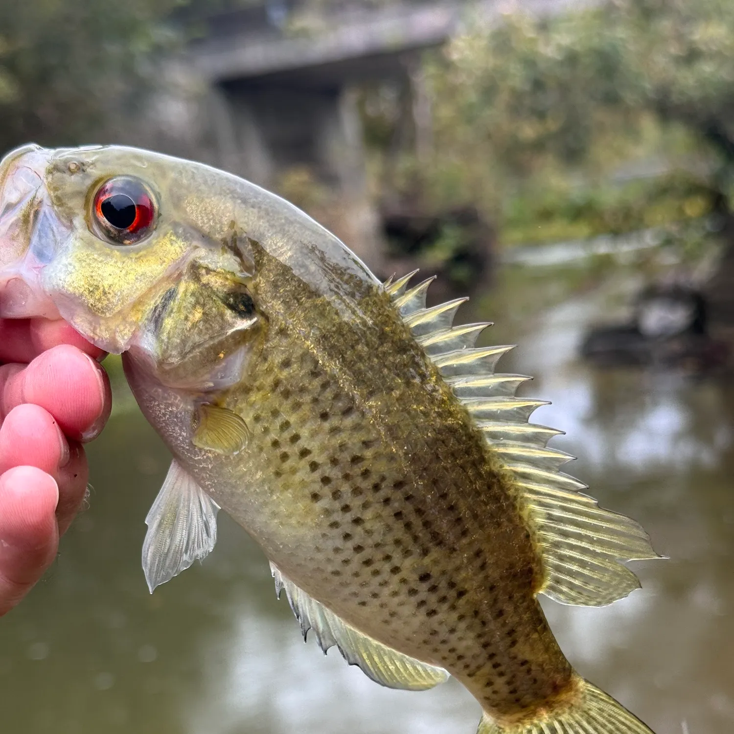 Rock bass caught on Fishbrain
