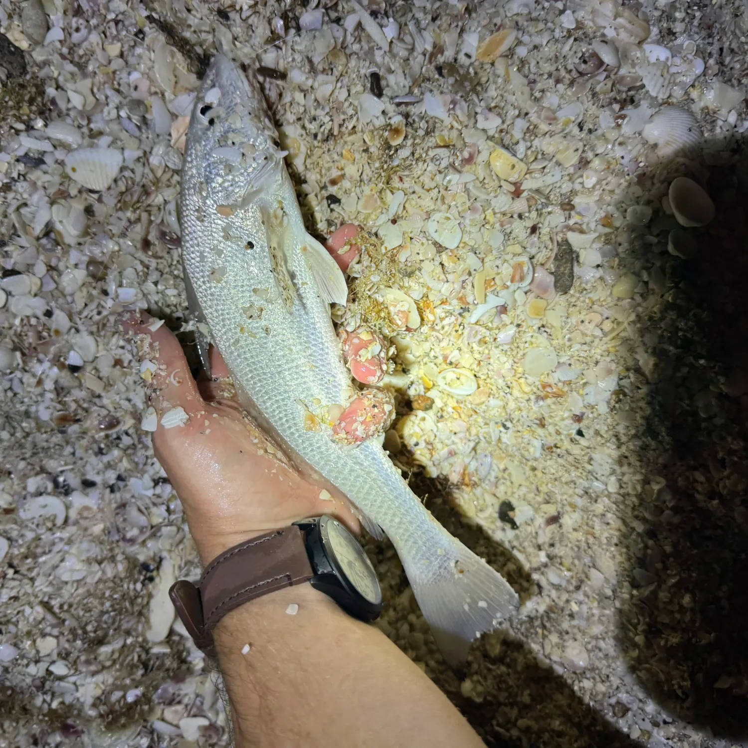The most recent Gulf kingcroaker catches on Fishbrain