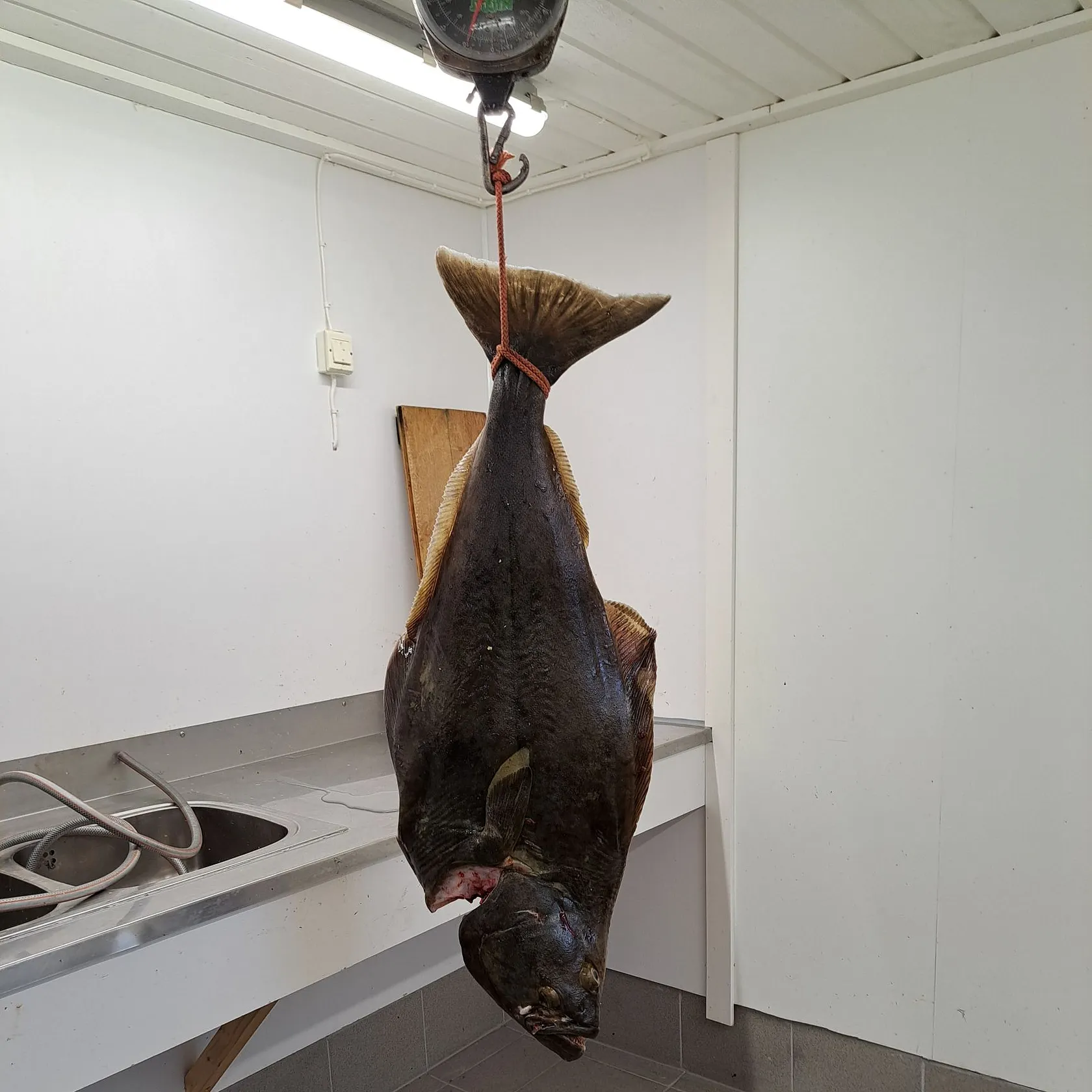 The most recent Atlantic halibut catches on Fishbrain