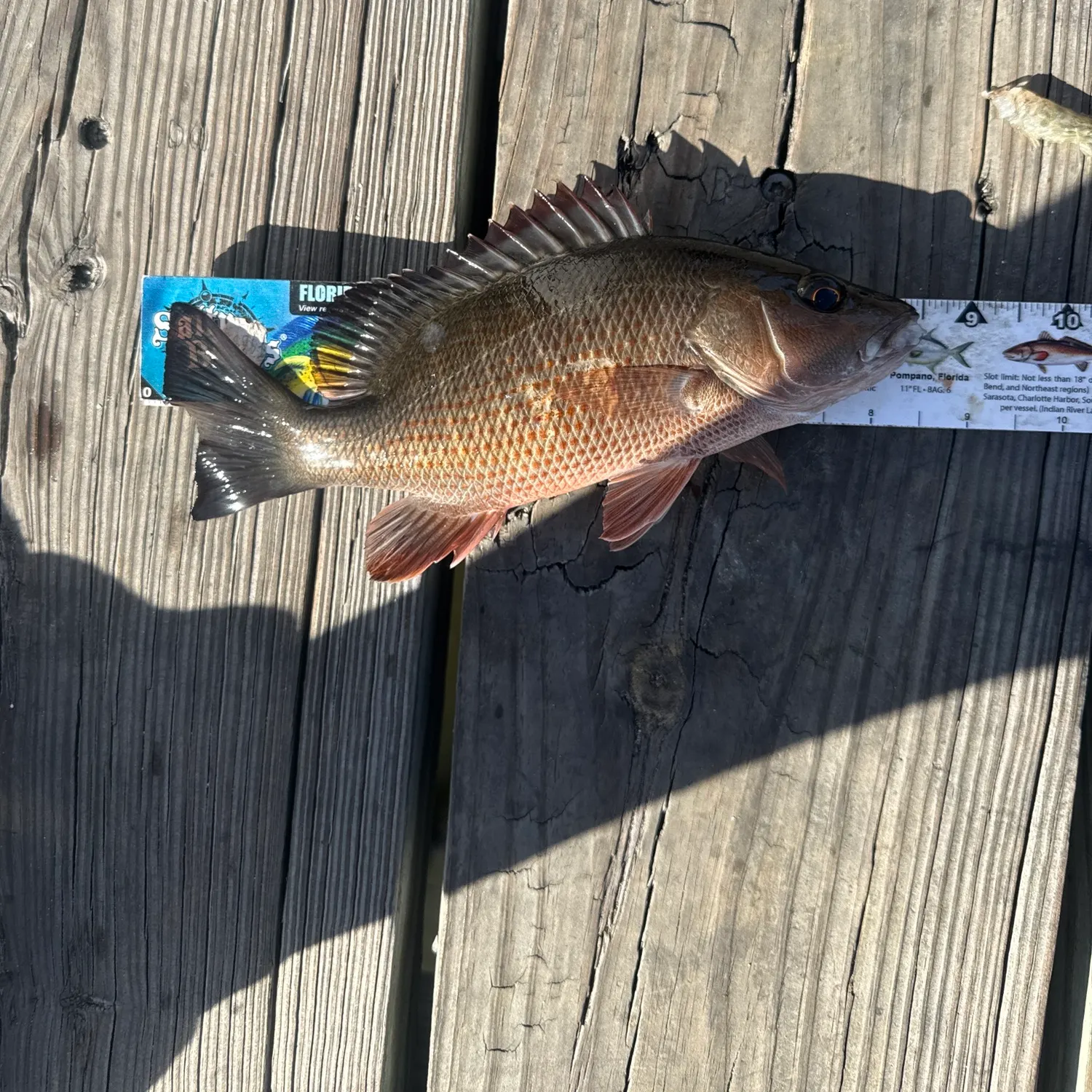 recently logged catches