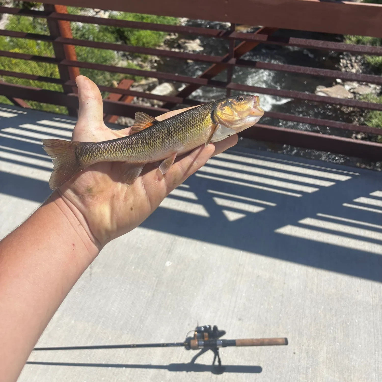 Creek chub caught on Fishbrain