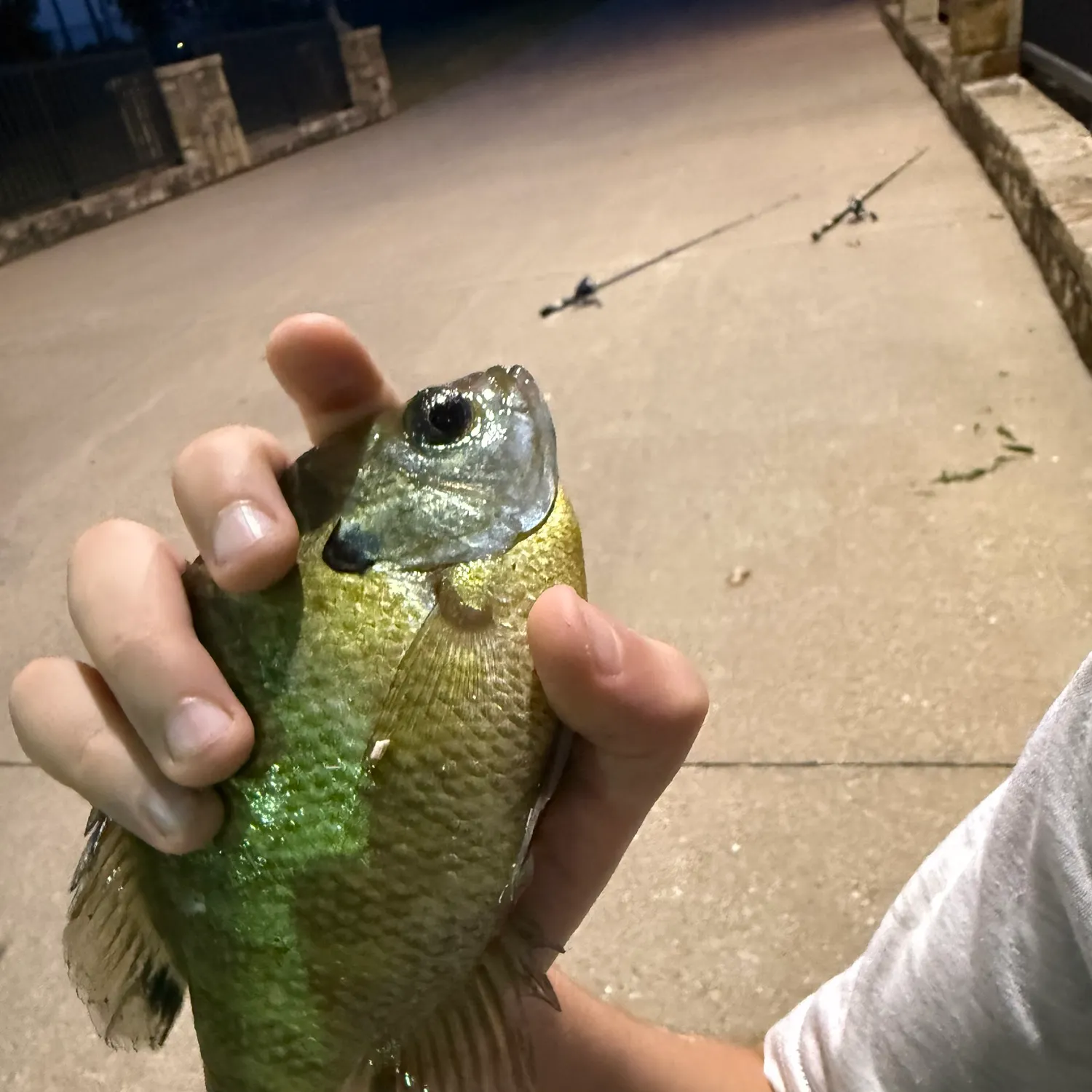 Bluegill caught on Fishbrain