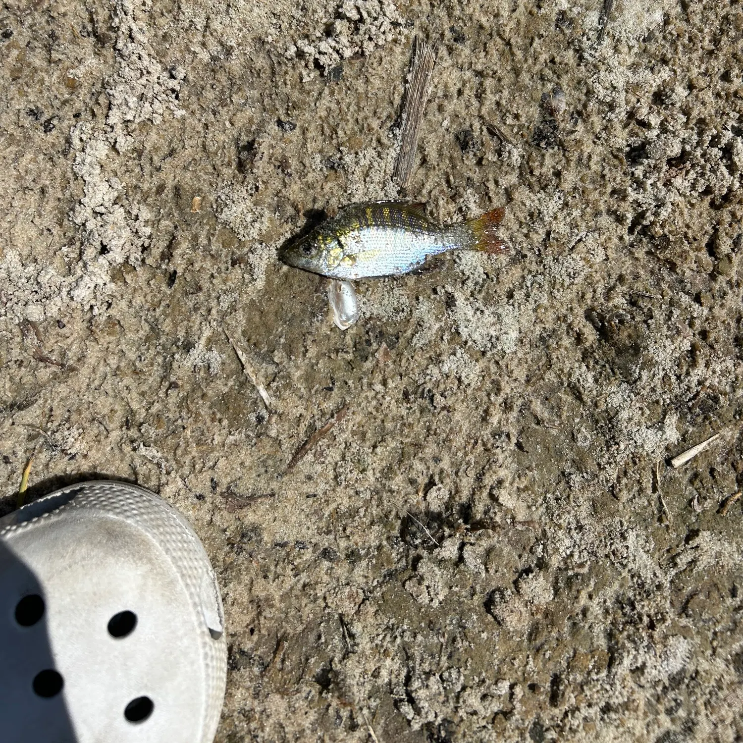 angler catch