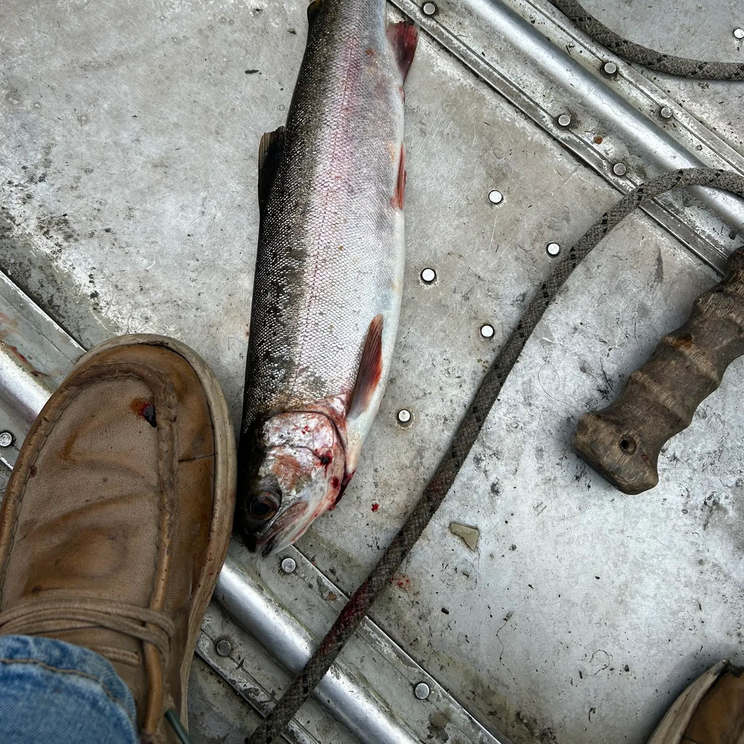Rainbow trout caught on Fishbrain