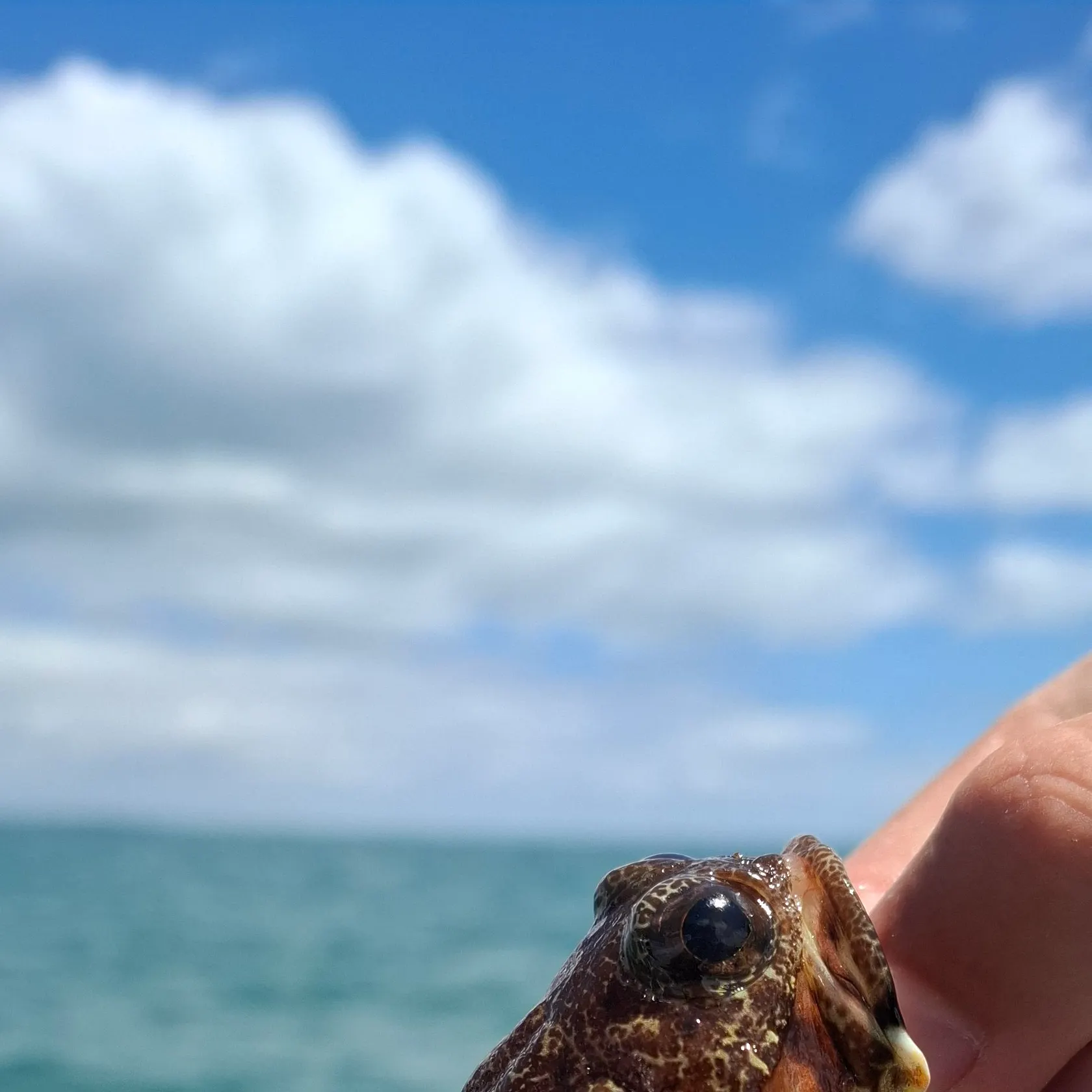 The most recent Spotfin jawfish catches on Fishbrain