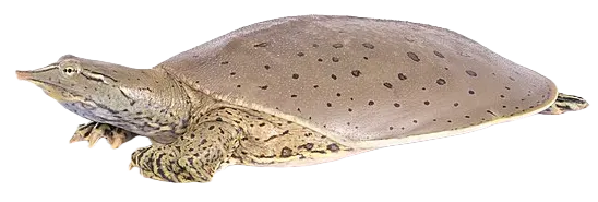 Spiny softshell turtle