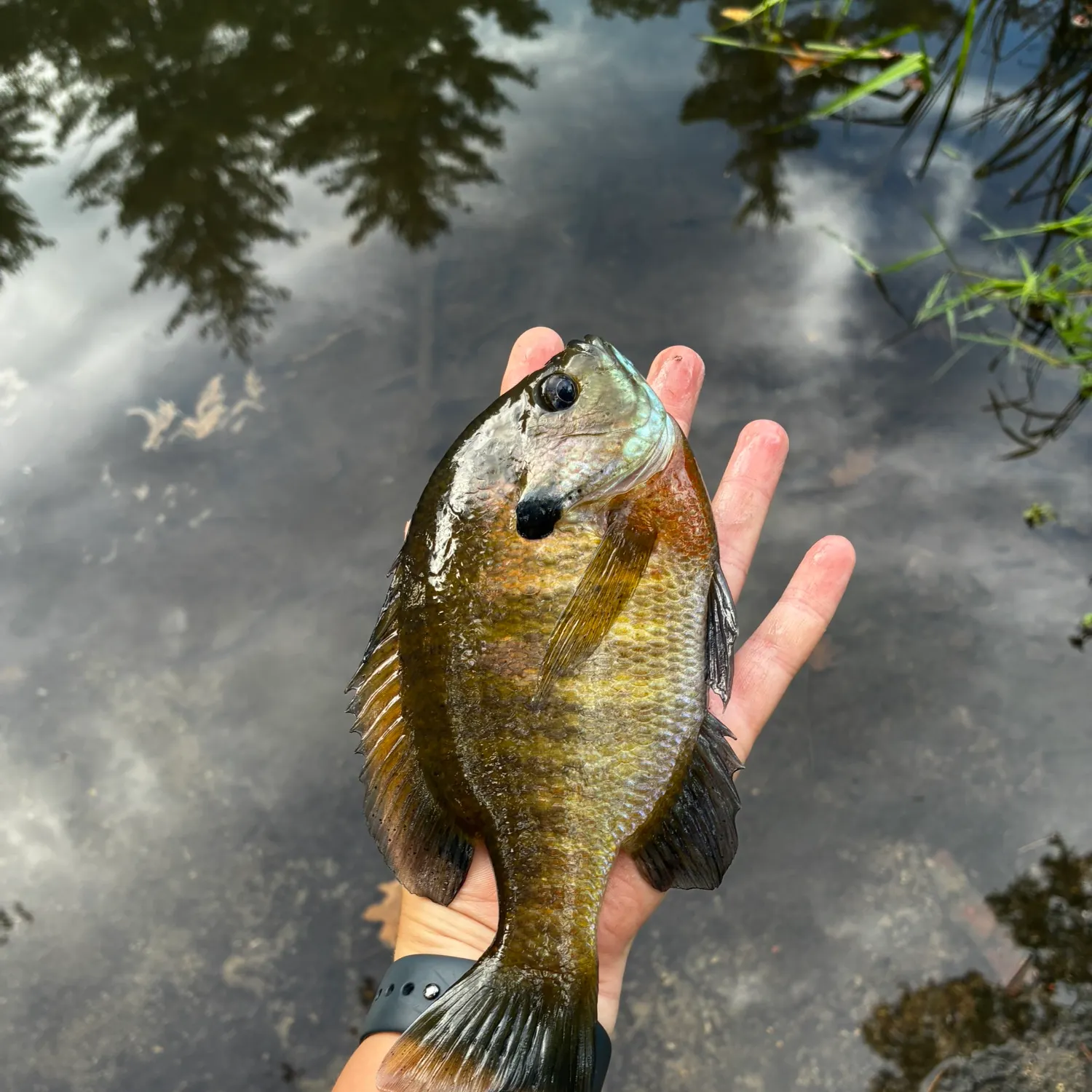 Bluegill caught on Fishbrain