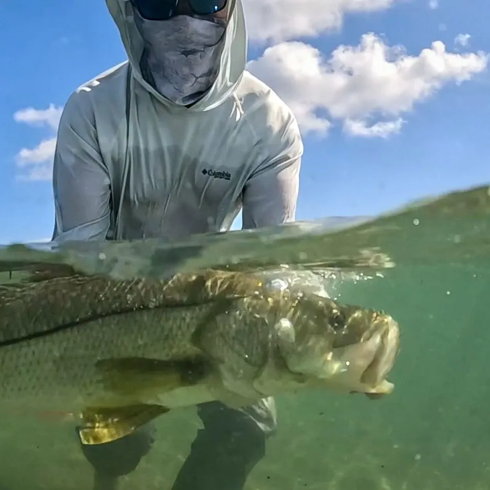 The most recent Common snook catches on Fishbrain