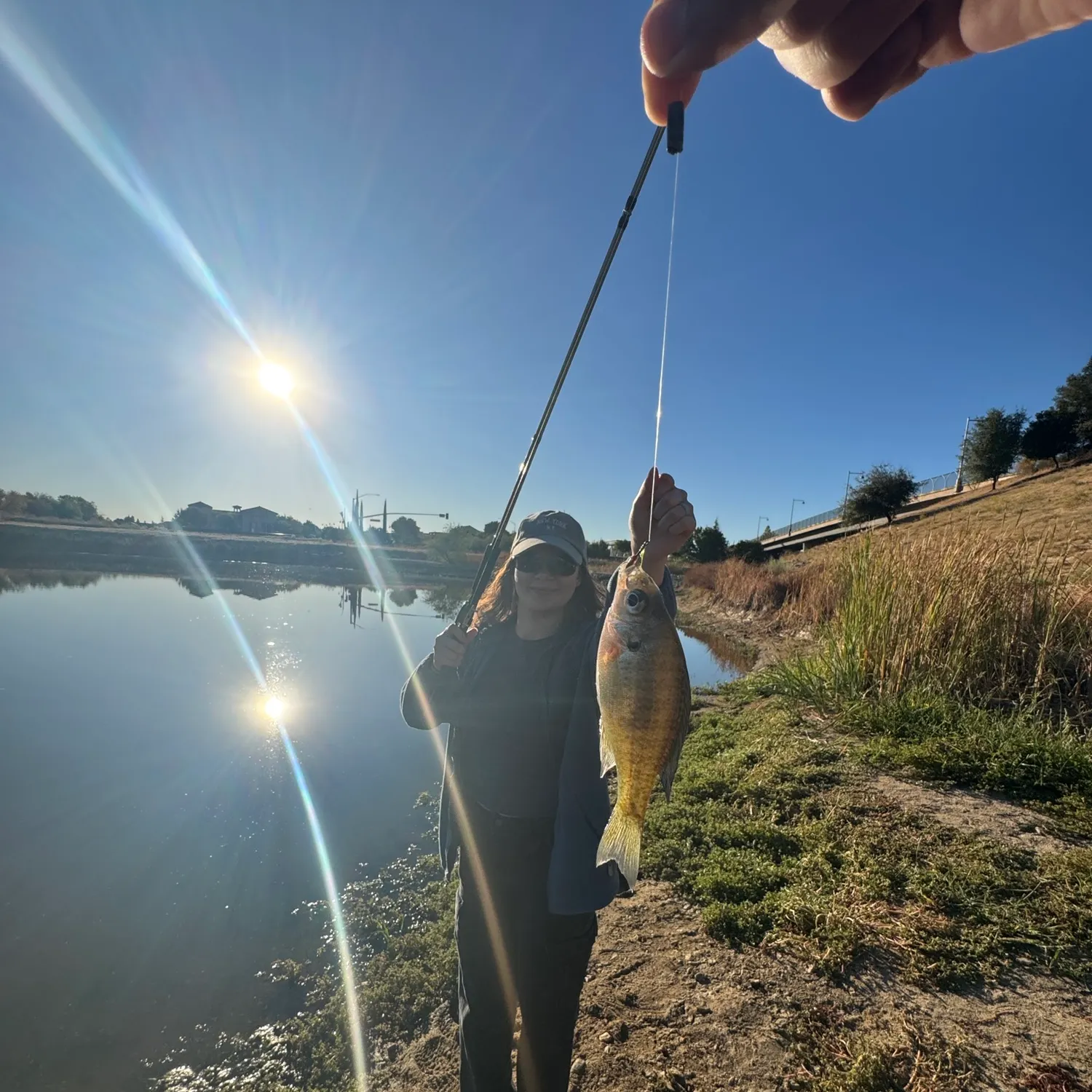 Bluegill caught on Fishbrain