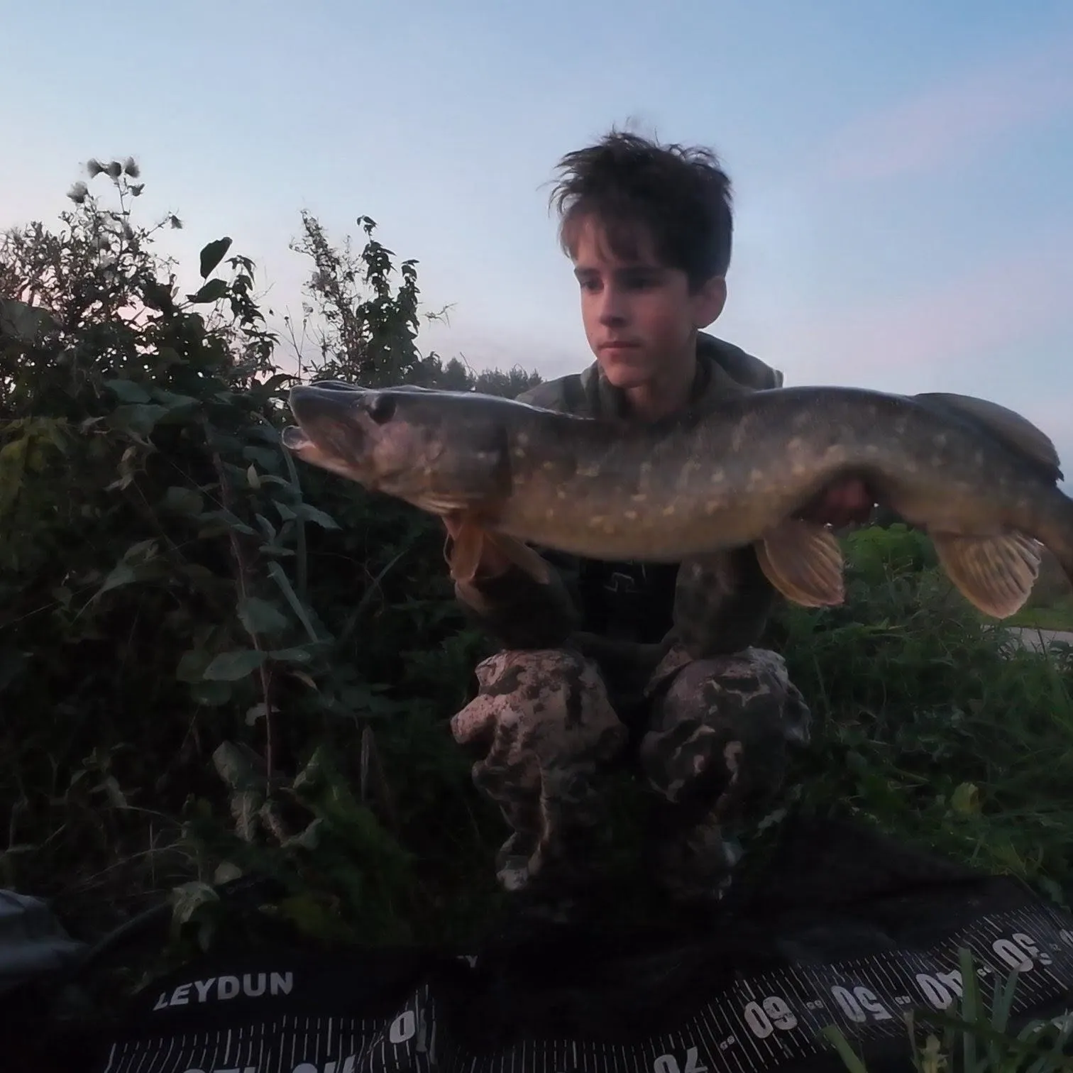 Northern pike caught on Fishbrain