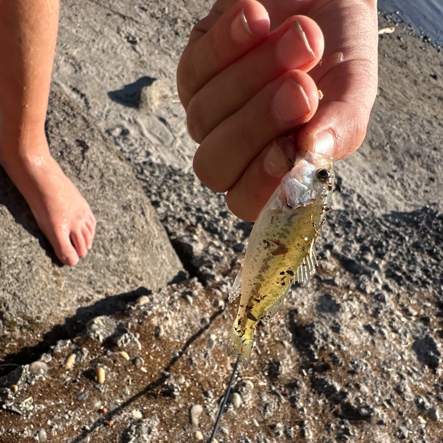 Common logperch caught on Fishbrain