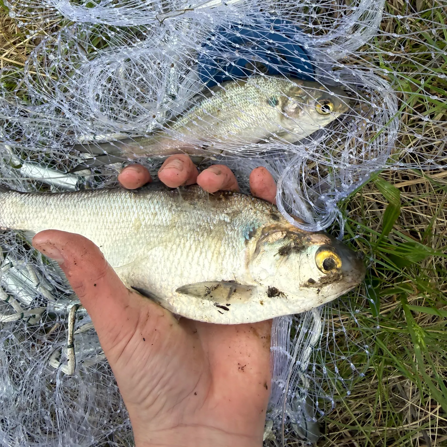 The most recent Mooneye catches on Fishbrain