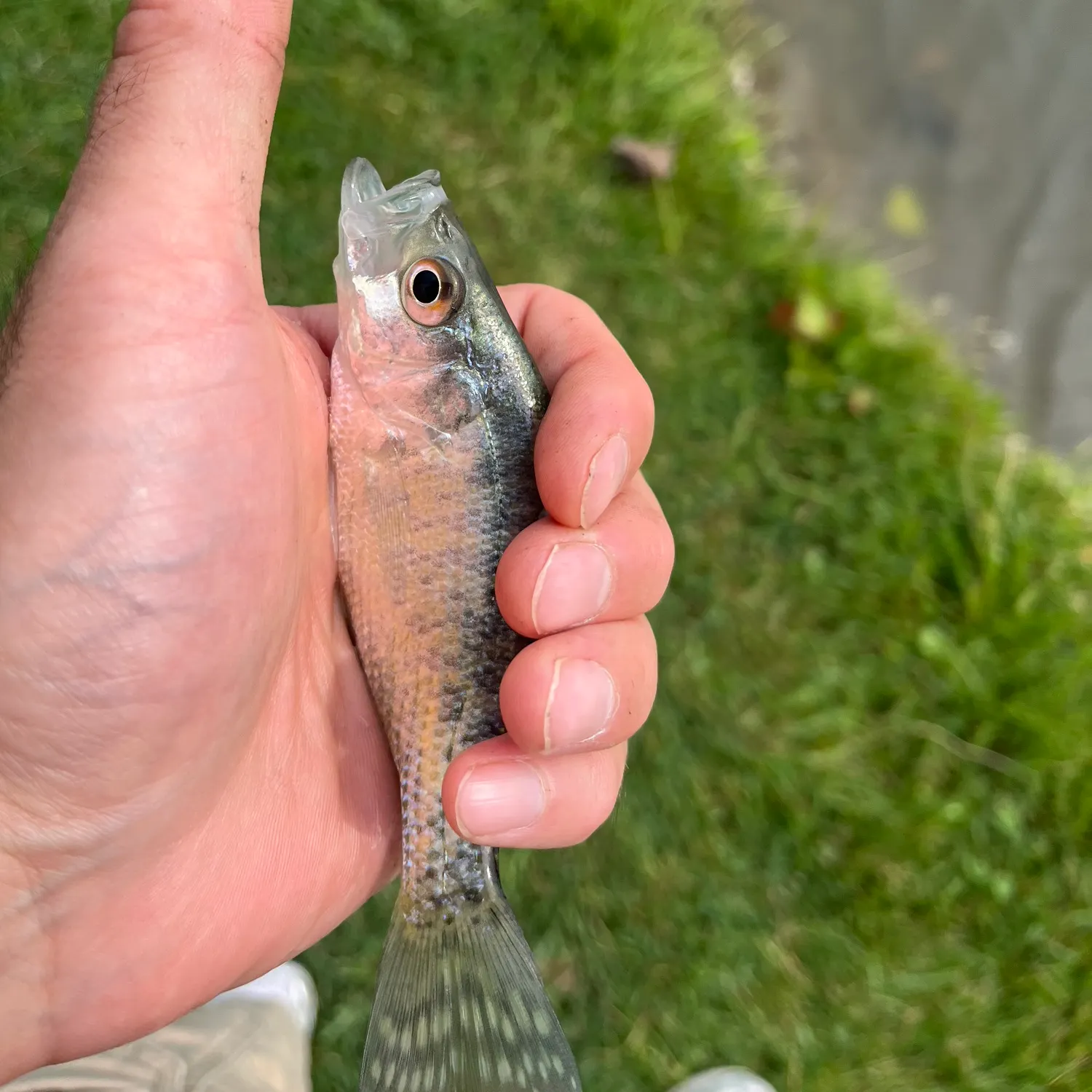 White crappie caught on Fishbrain