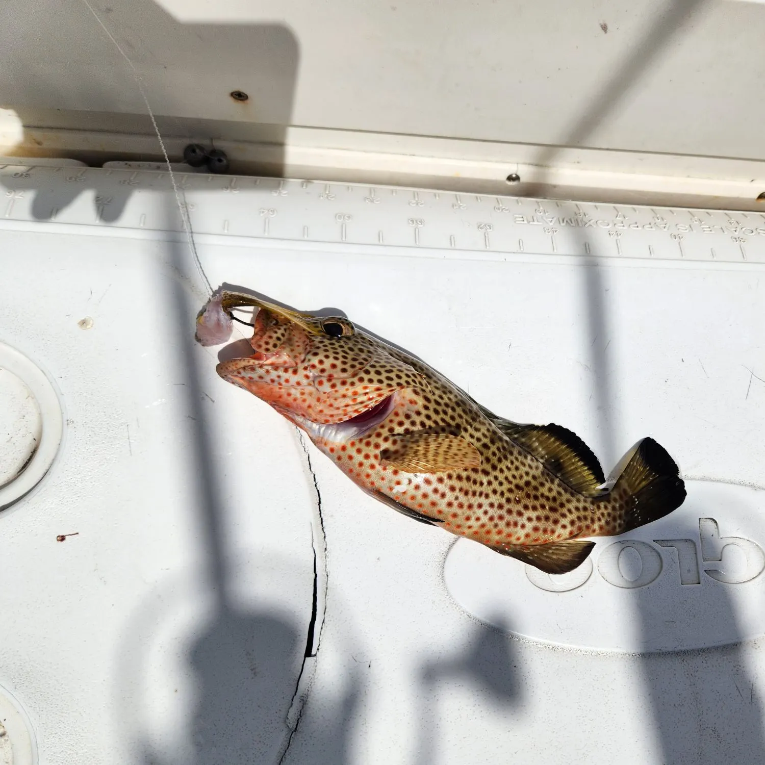The most recent Red hind grouper catches on Fishbrain