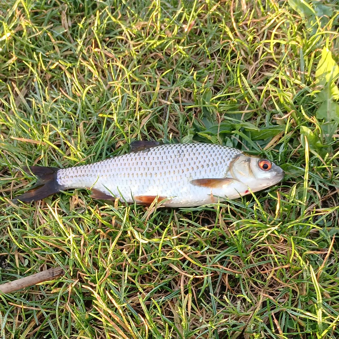 Common roach caught on Fishbrain