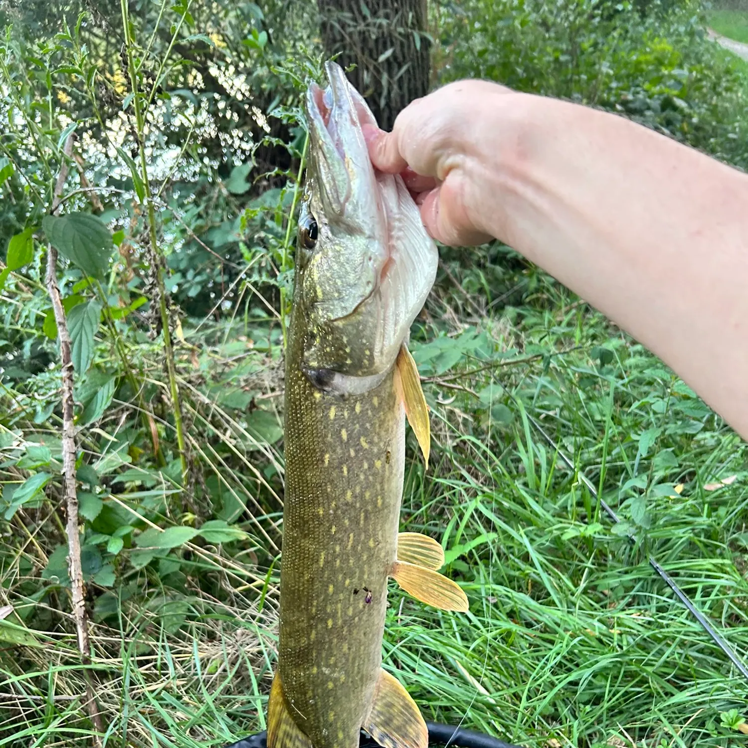 Northern pike caught on Fishbrain