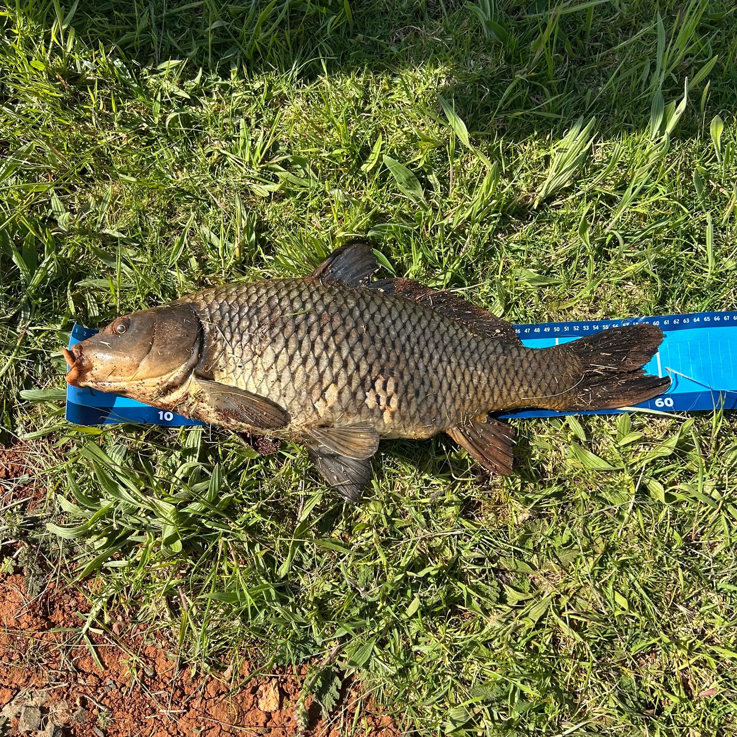 Common carp caught on Fishbrain