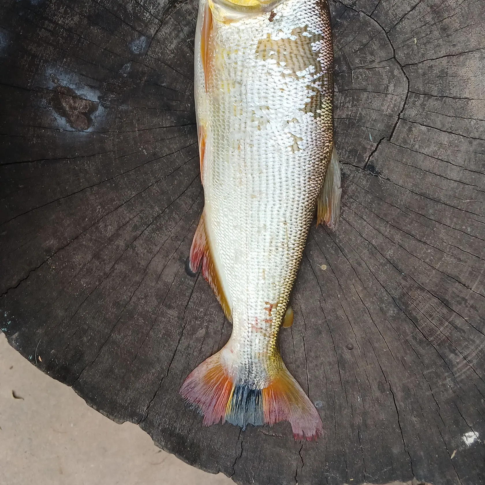 The most recent Golden dorado catches on Fishbrain
