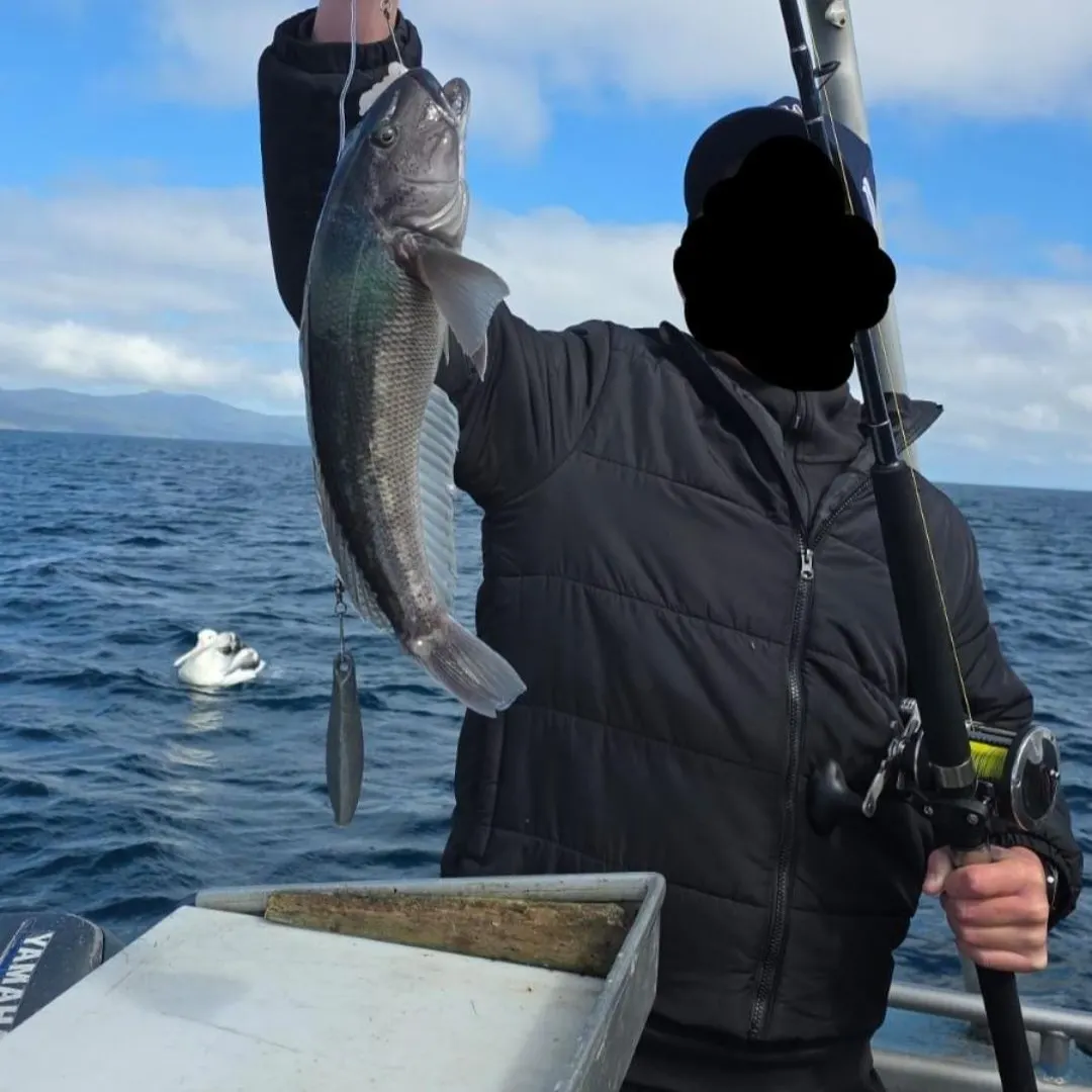 The most recent Blue cod catches on Fishbrain