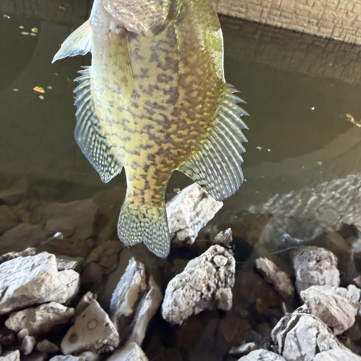 White crappie caught on Fishbrain