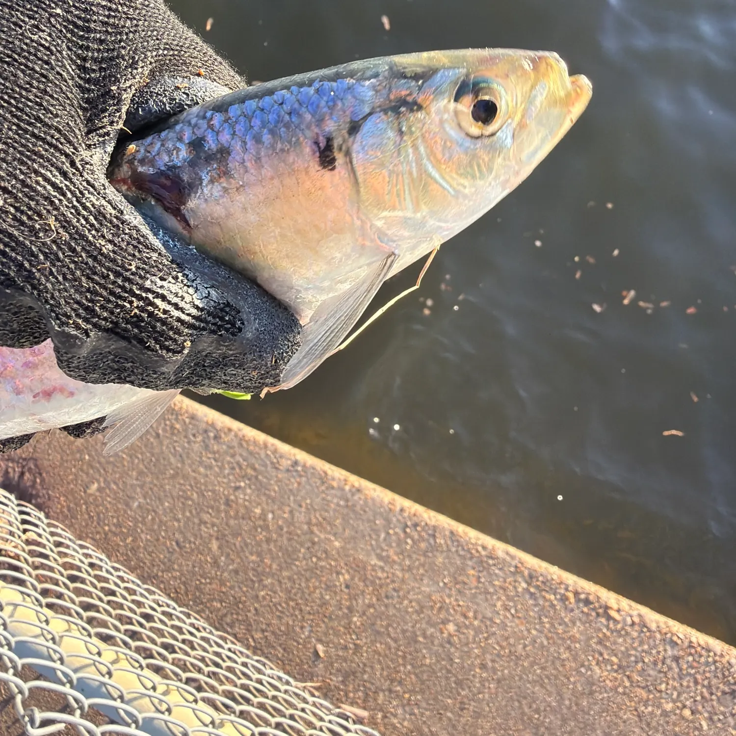 The most recent Blueback shad catches on Fishbrain