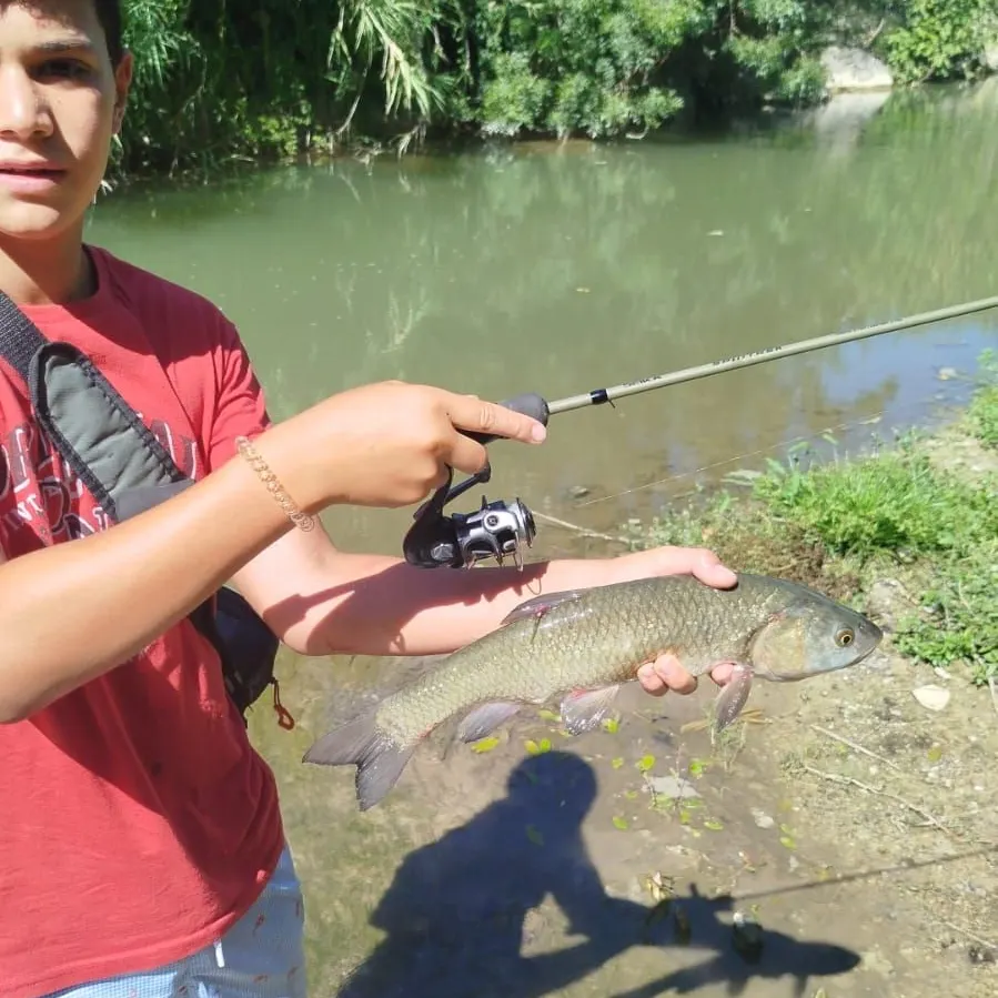 European chub caught on Fishbrain