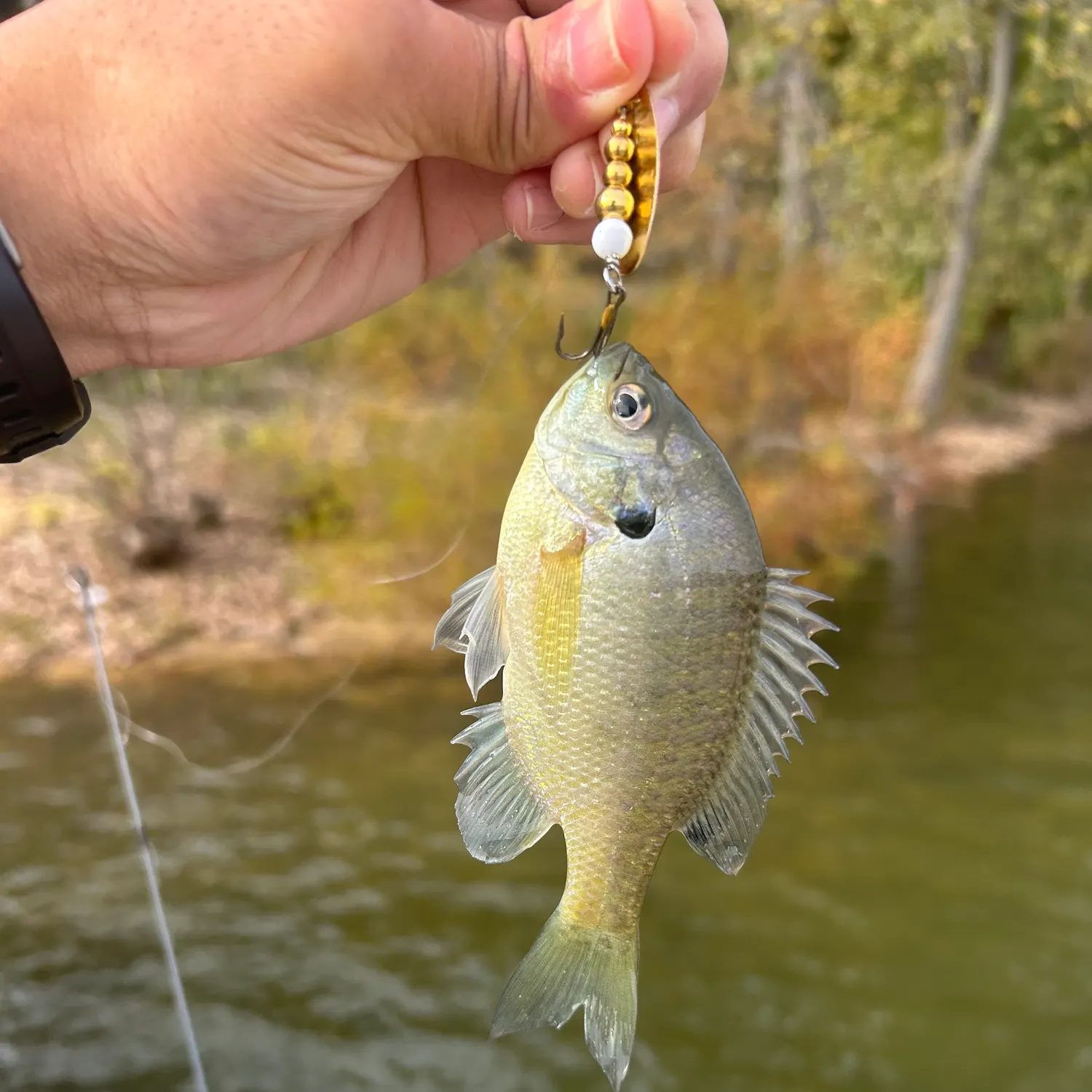 Bluegill caught on Fishbrain