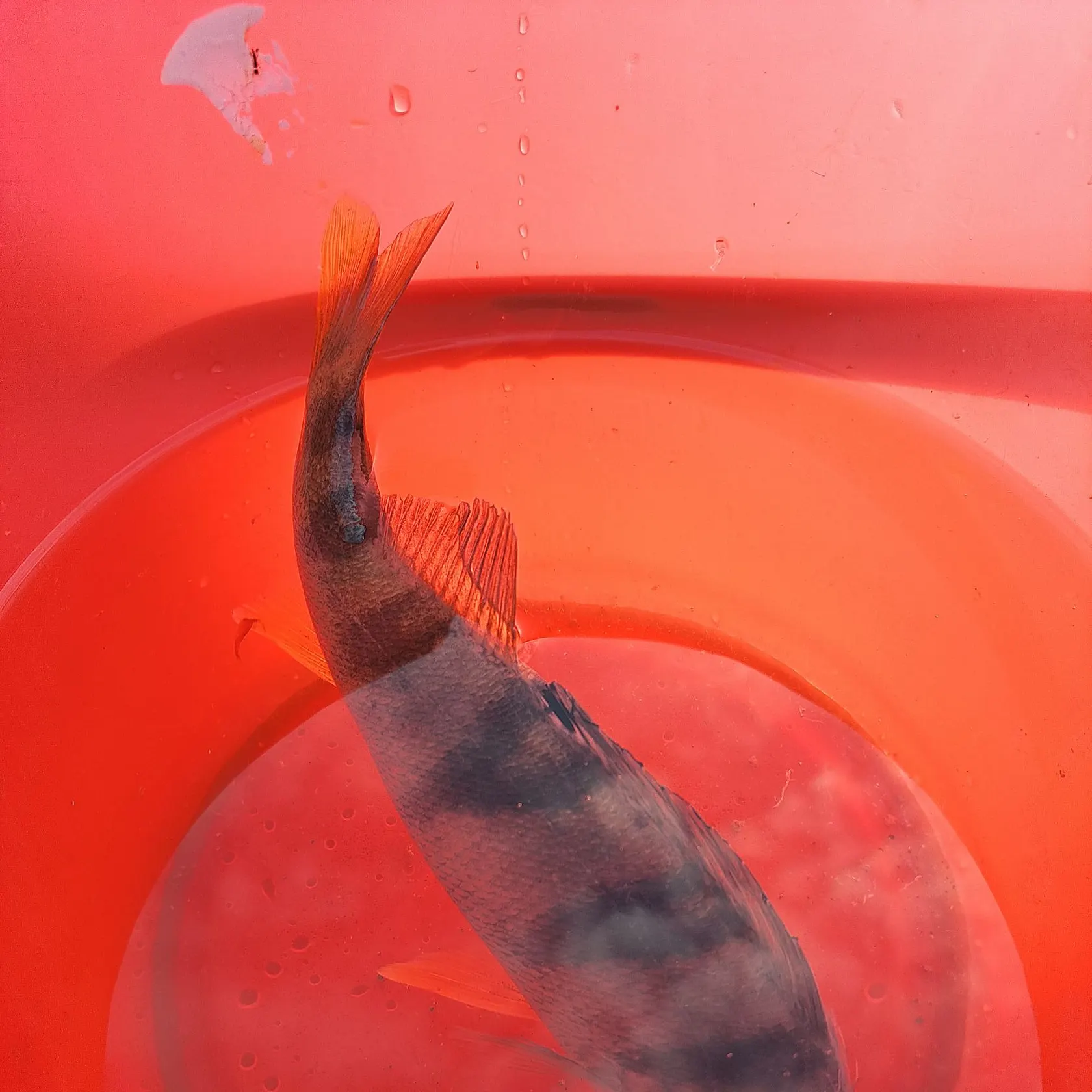 European perch caught on Fishbrain