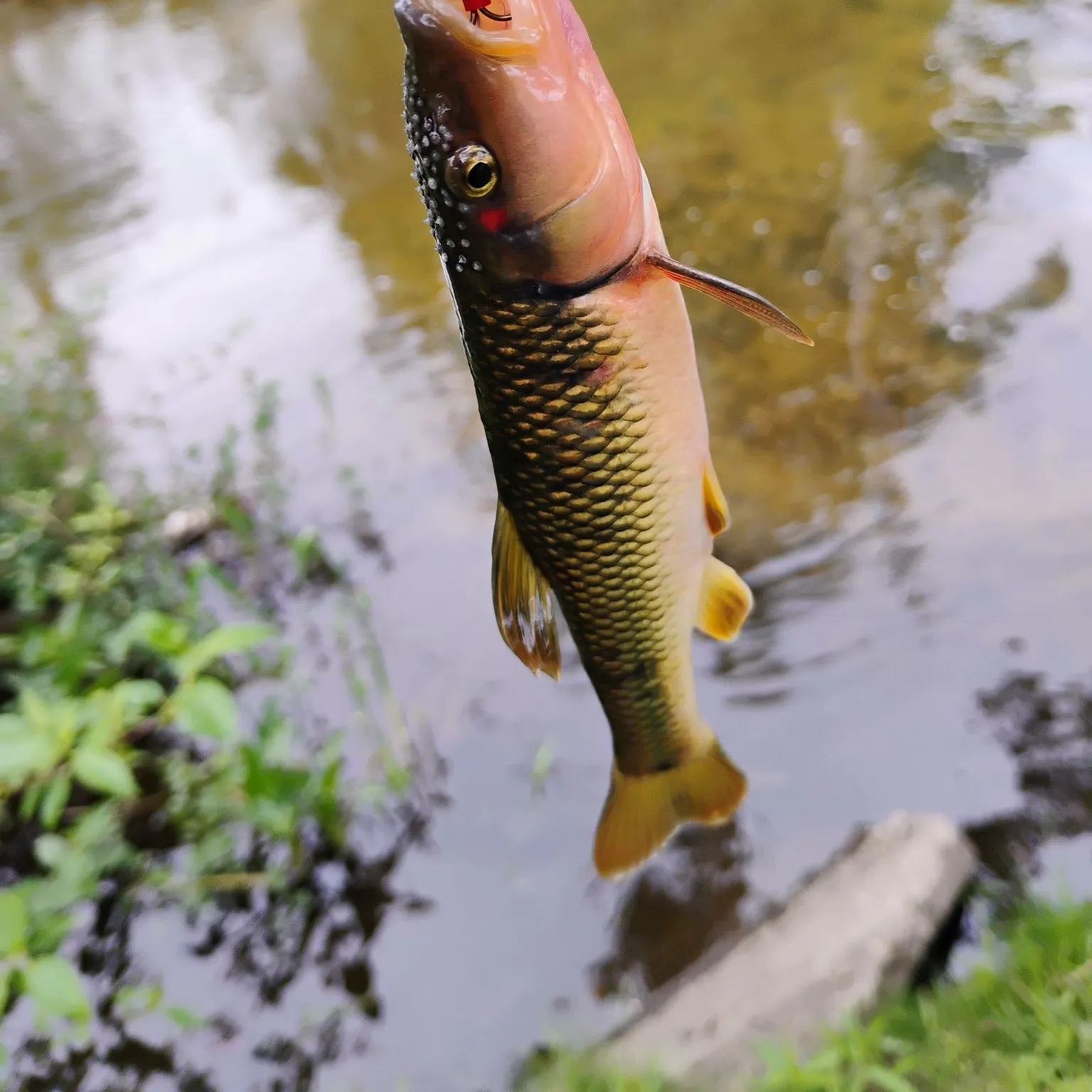 The most recent Hornyhead chub catches on Fishbrain