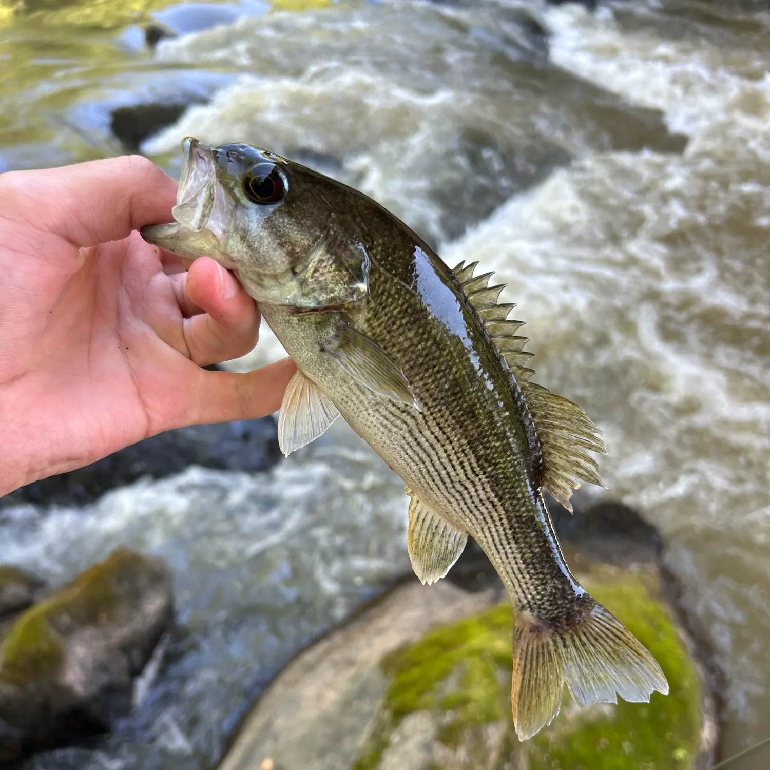 The most recent Altamaha bass catches on Fishbrain