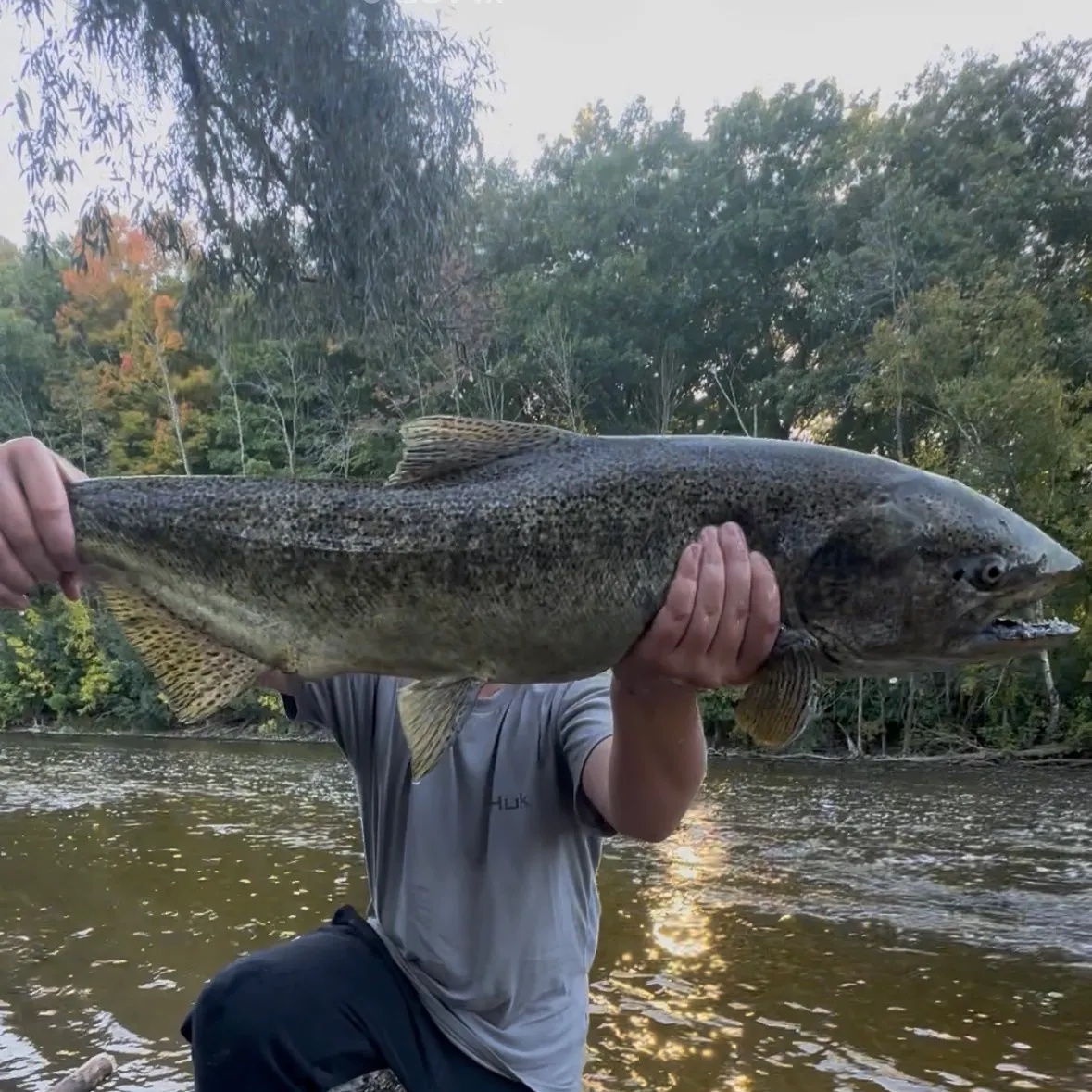 Chinook salmon caught on Fishbrain