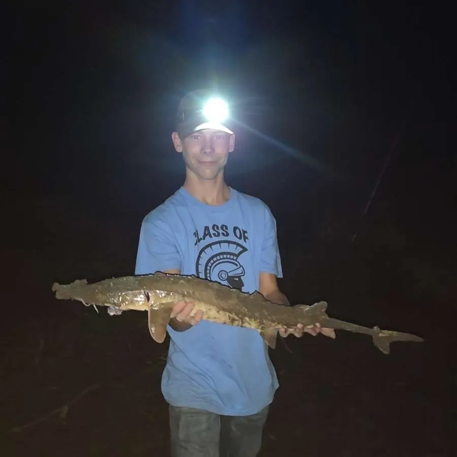 Shovelnose sturgeon caught on Fishbrain