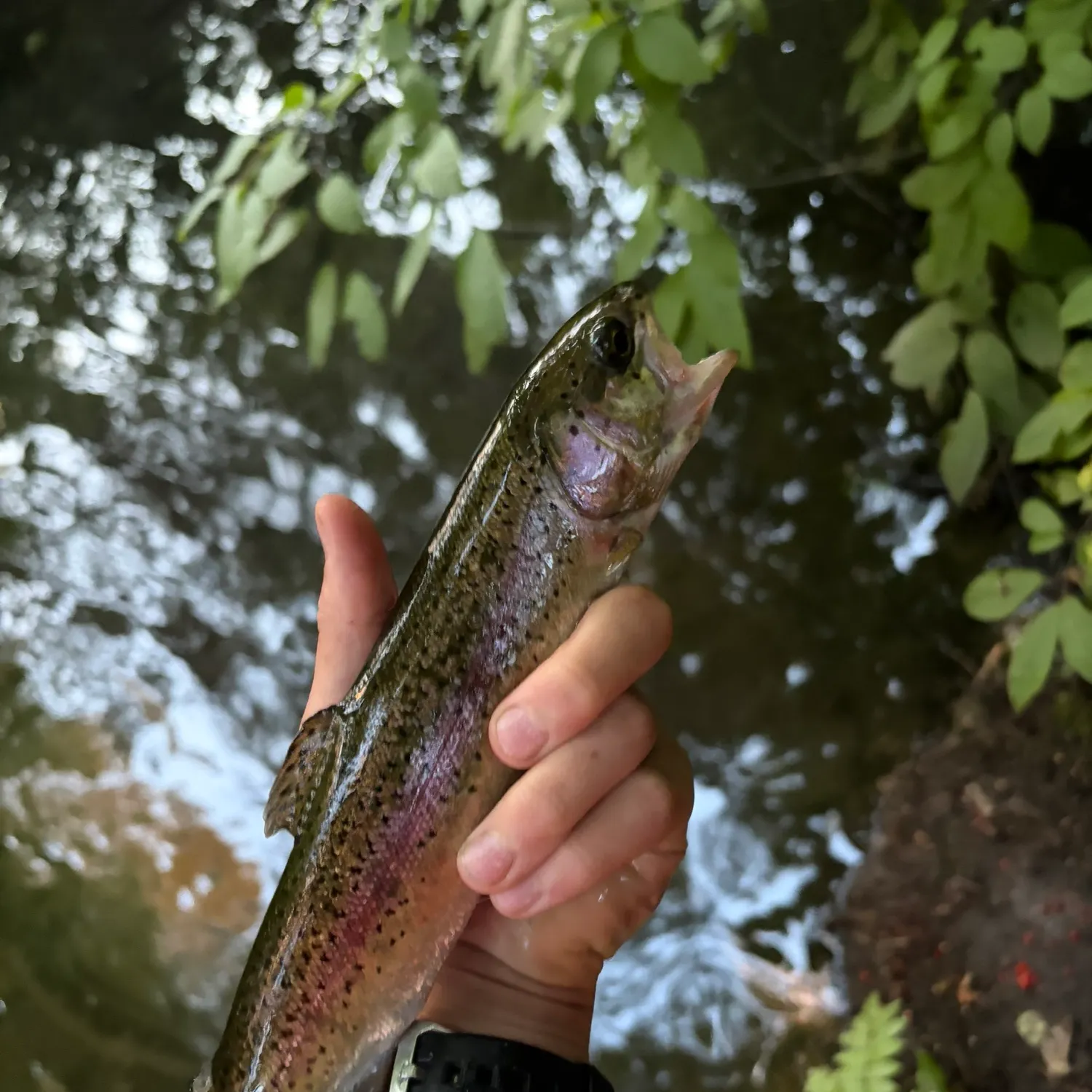 Rainbow trout caught on Fishbrain