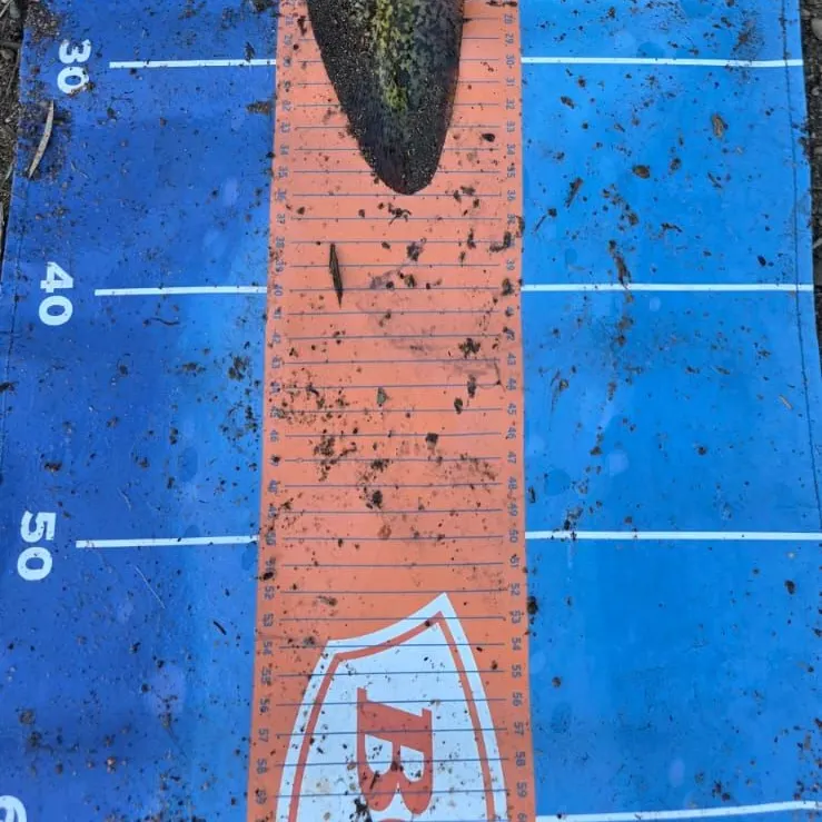 The most recent Dewfish catches on Fishbrain