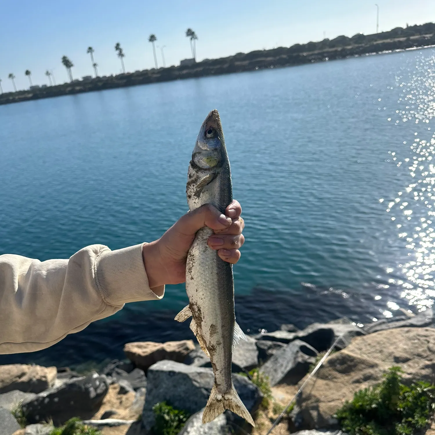 The most recent Topsmelt silverside catches on Fishbrain