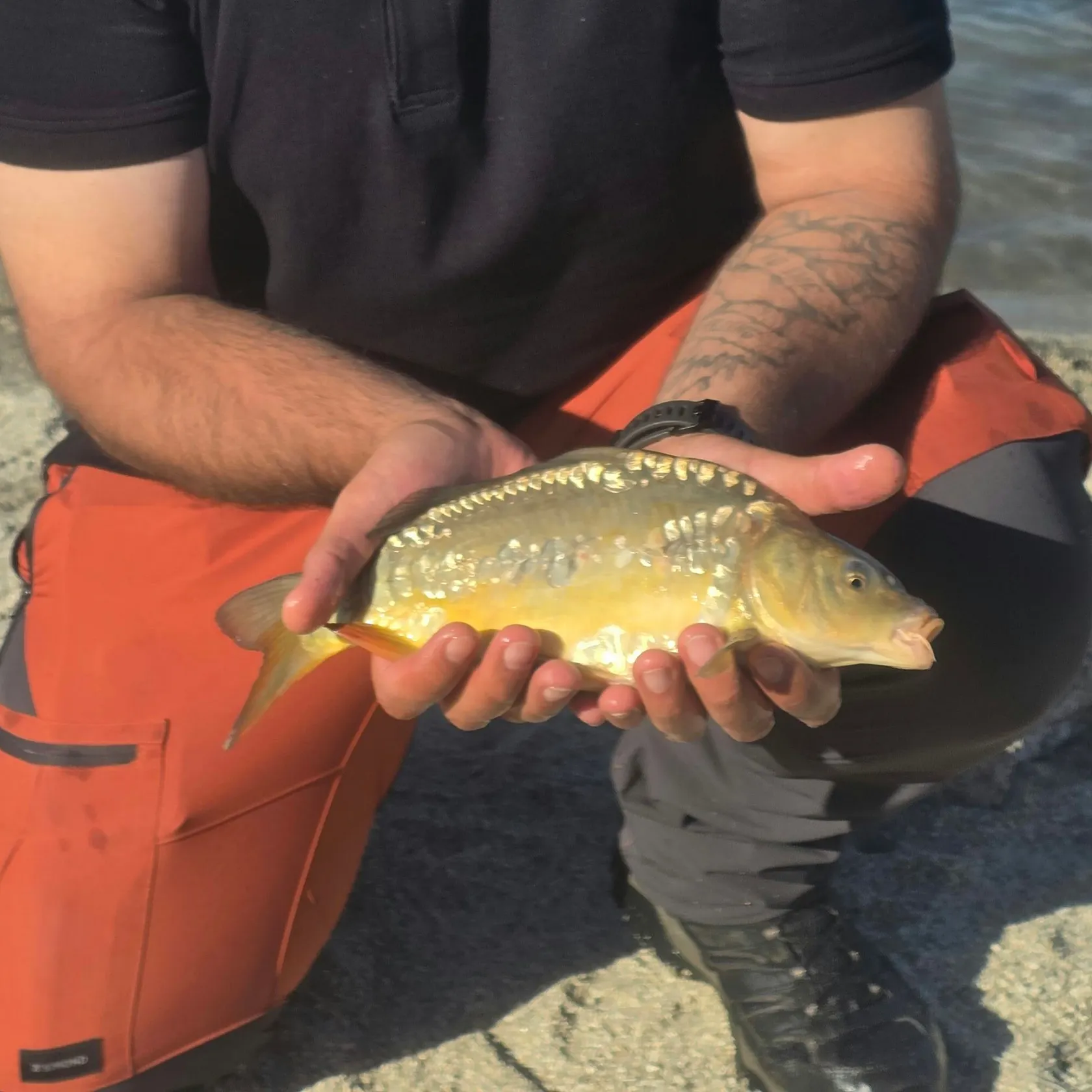 Mirror carp caught on Fishbrain